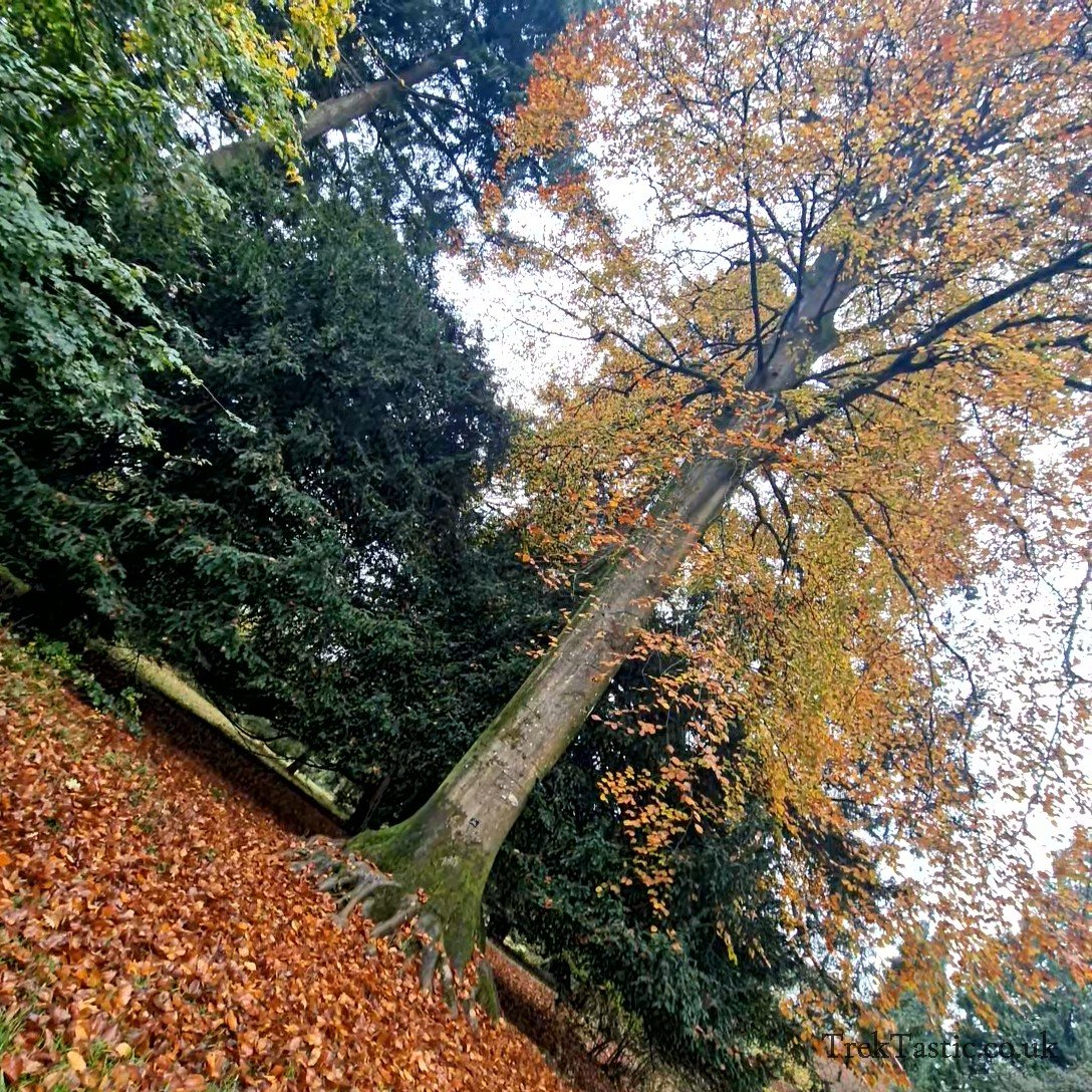 Westonbirt Arboretum gallery image 19