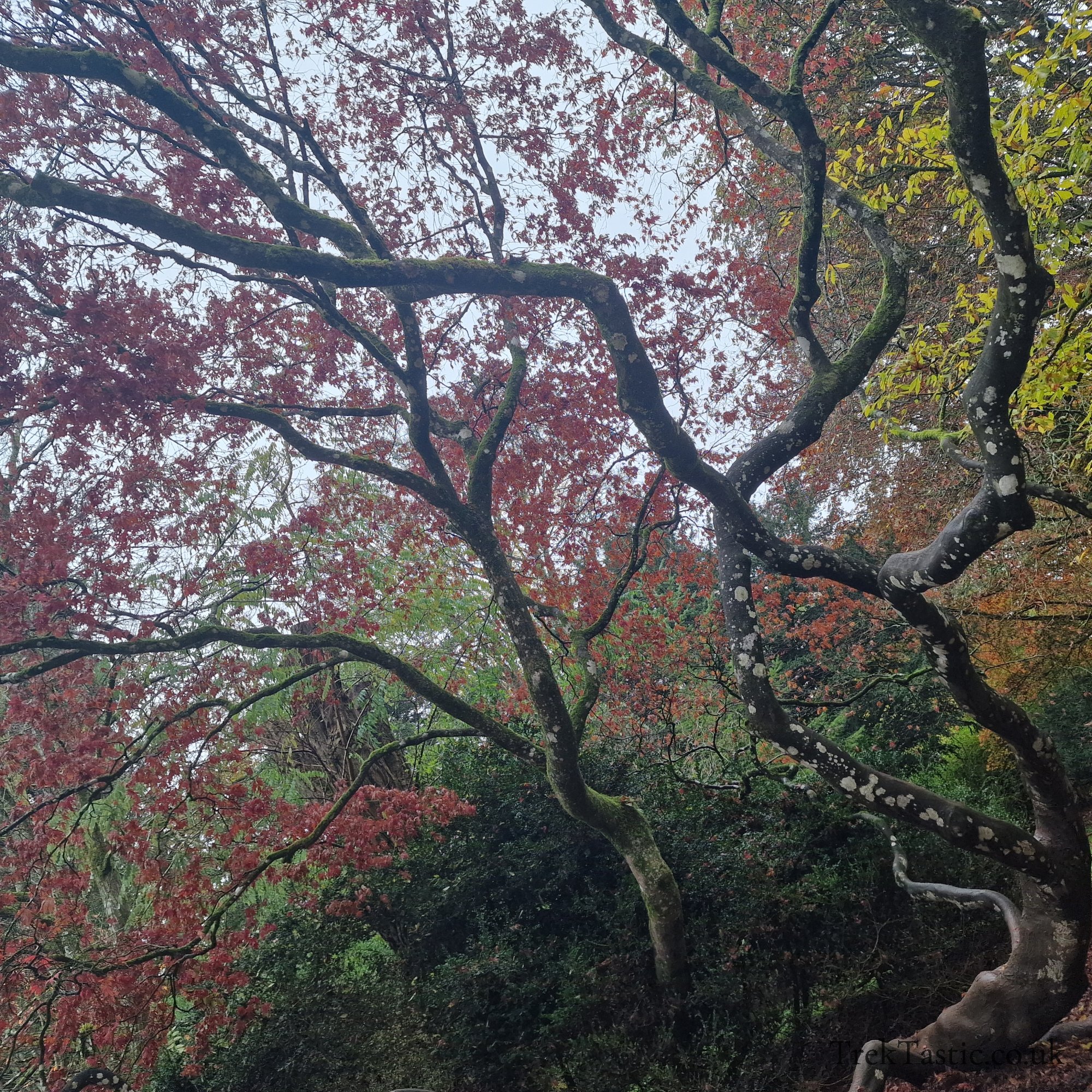 Westonbirt Arboretum gallery image 20