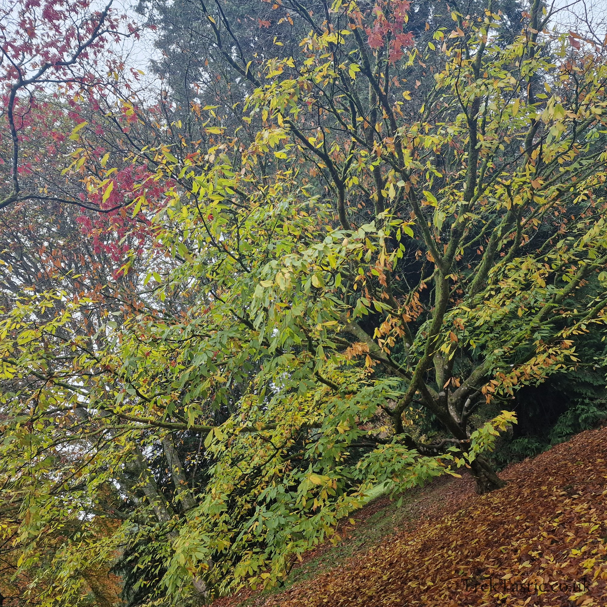 Westonbirt Arboretum gallery image 21