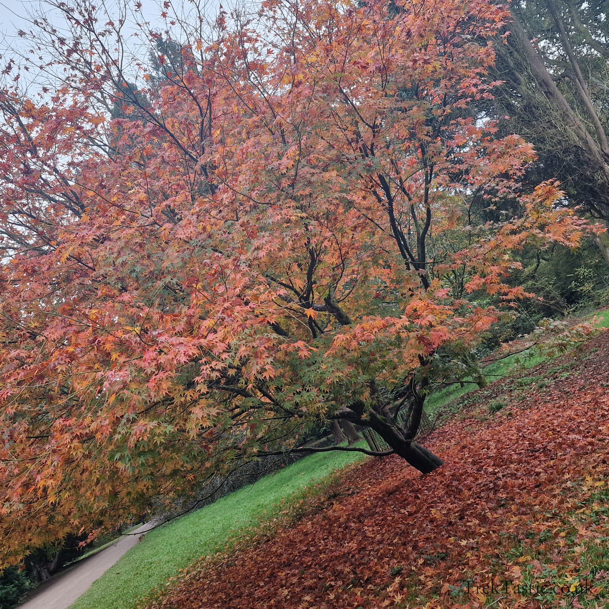 Westonbirt Arboretum gallery image 22