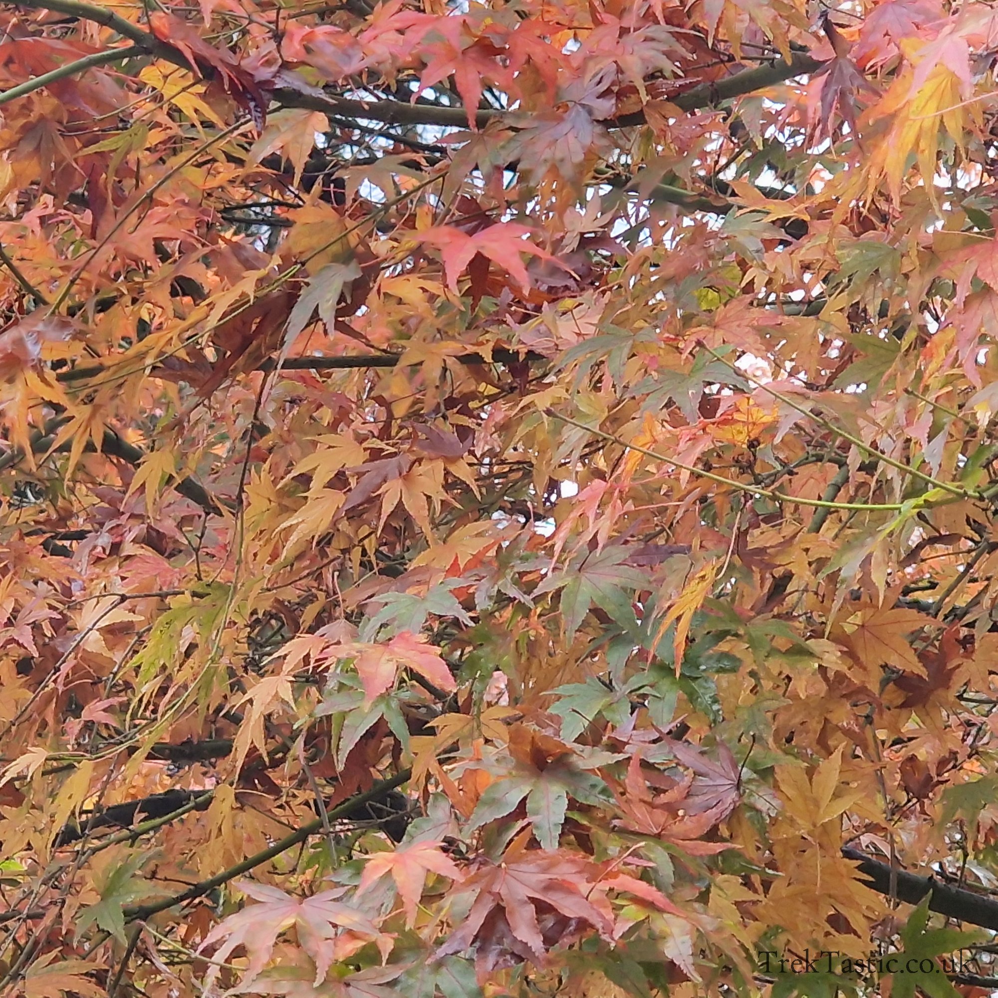 Westonbirt Arboretum gallery image 23