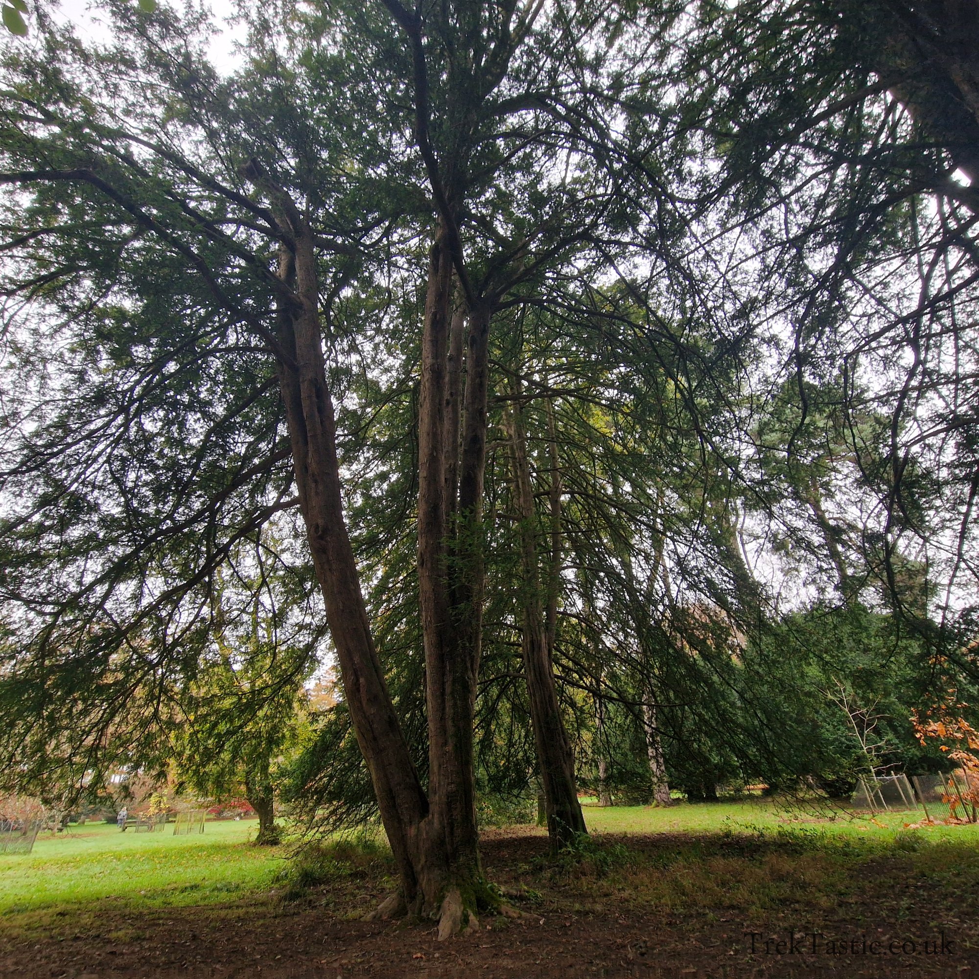 Westonbirt Arboretum gallery image 24