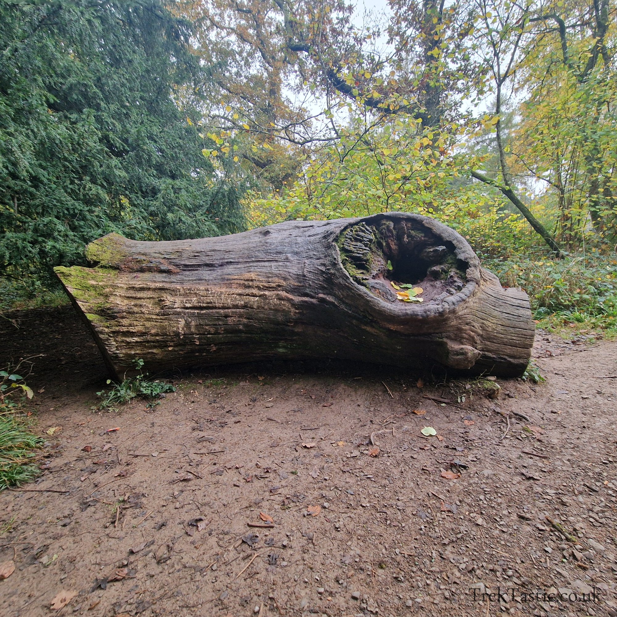 Westonbirt Arboretum gallery image 25