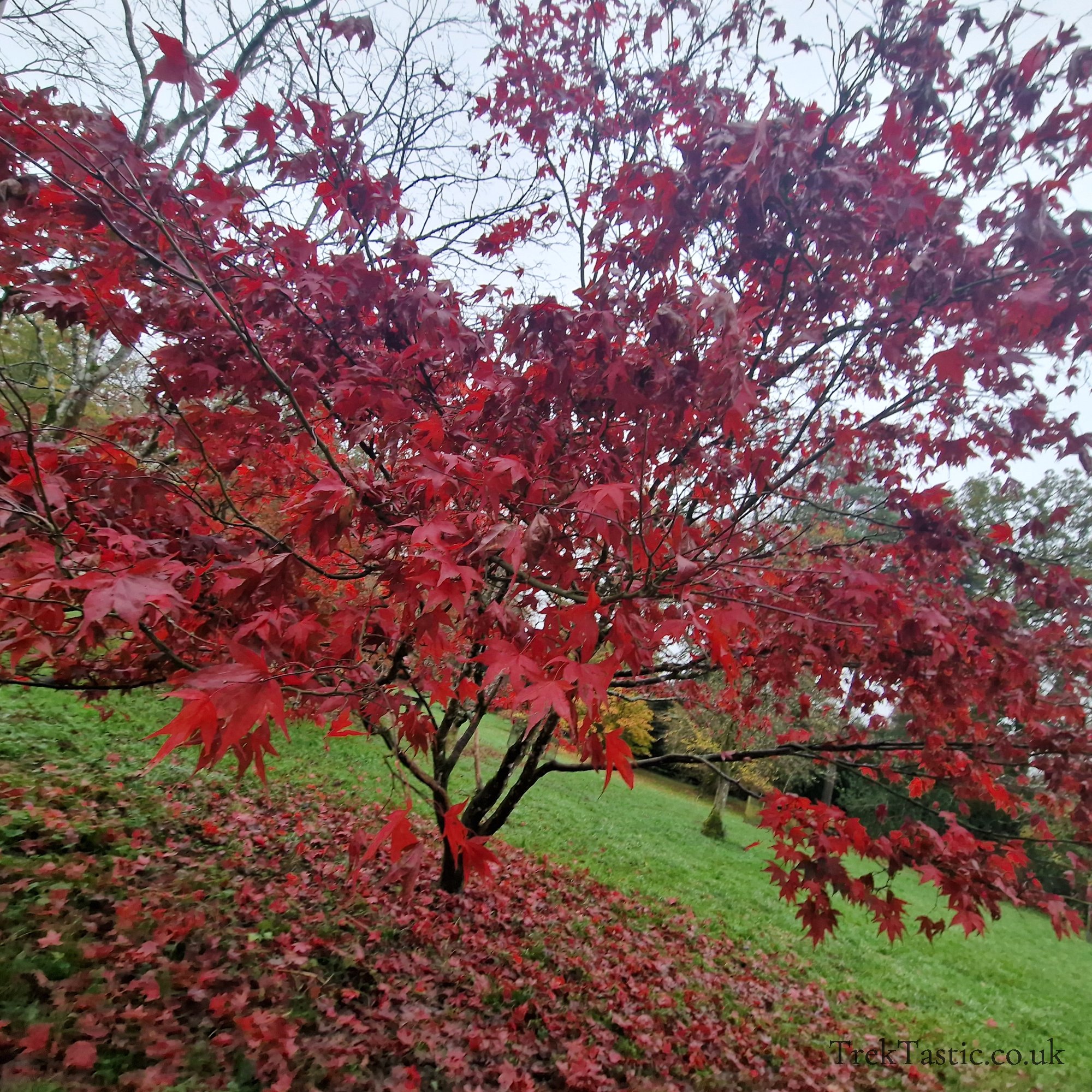Westonbirt Arboretum gallery image 28