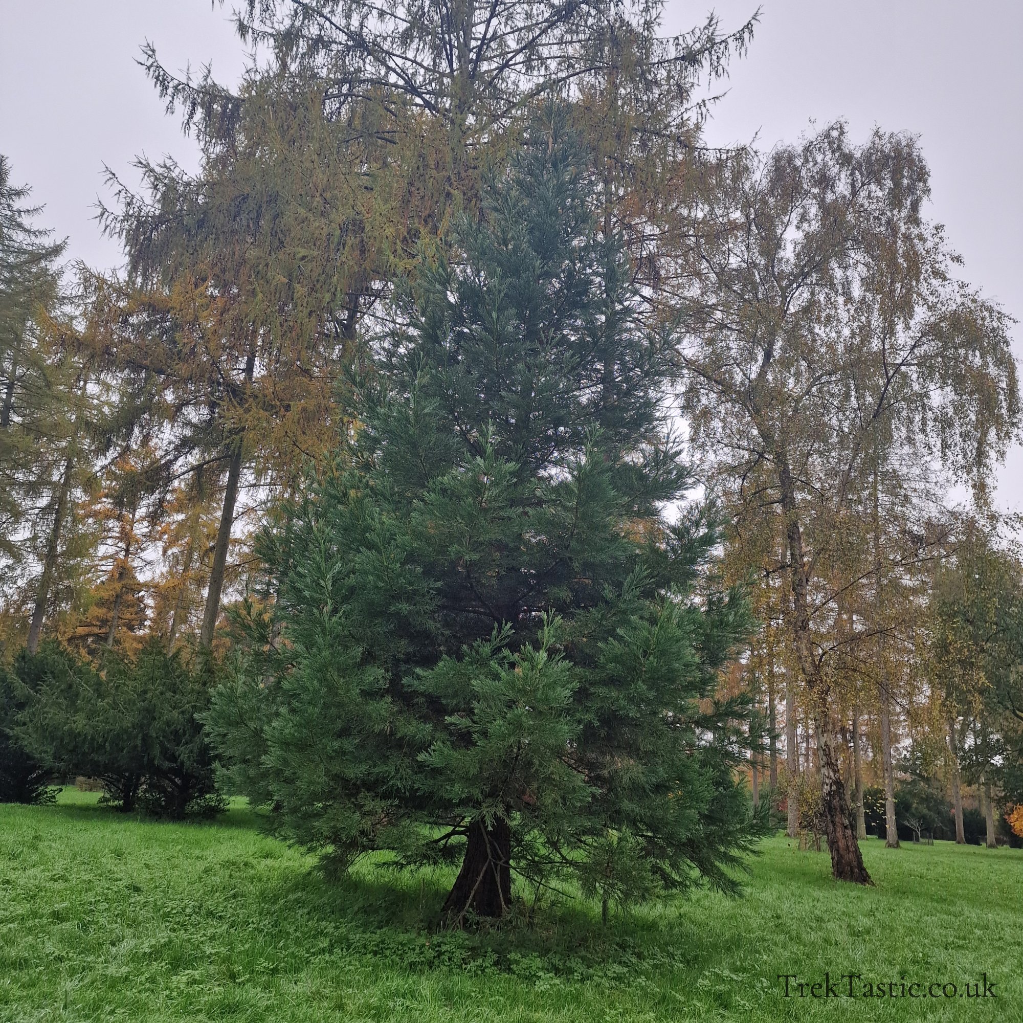 Westonbirt Arboretum gallery image 29