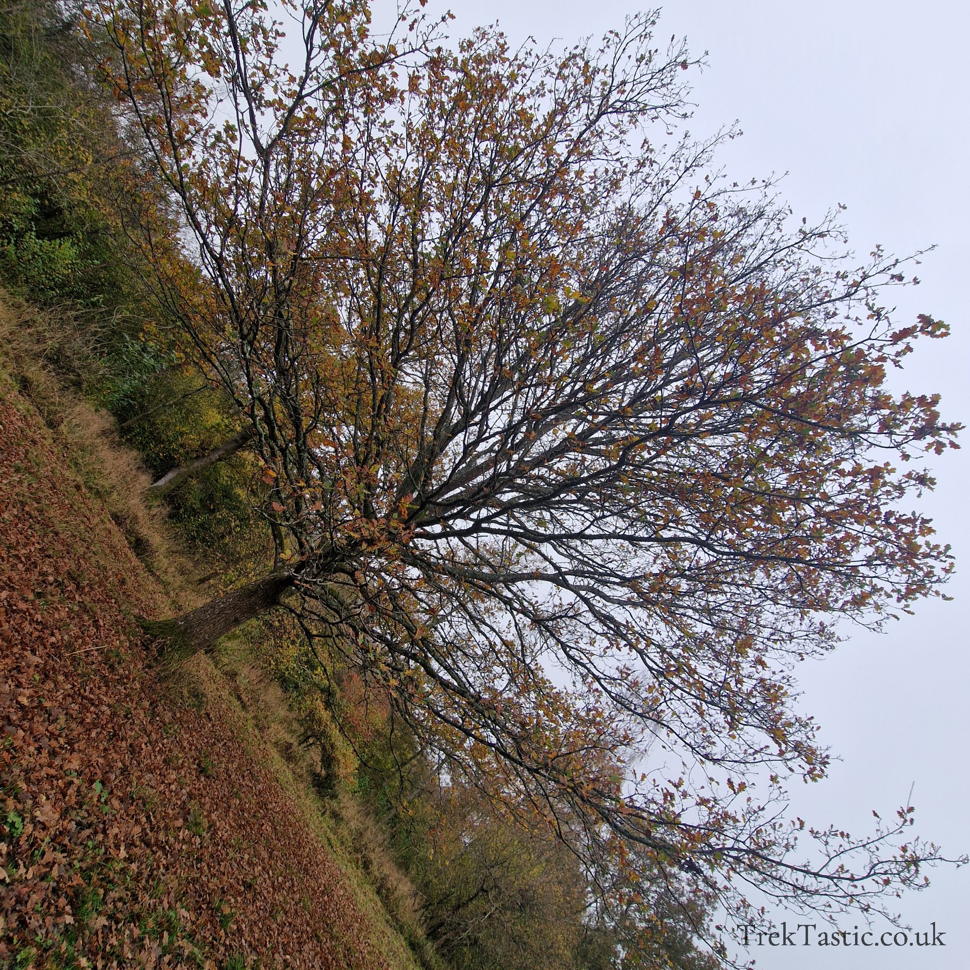Westonbirt Arboretum gallery image 32