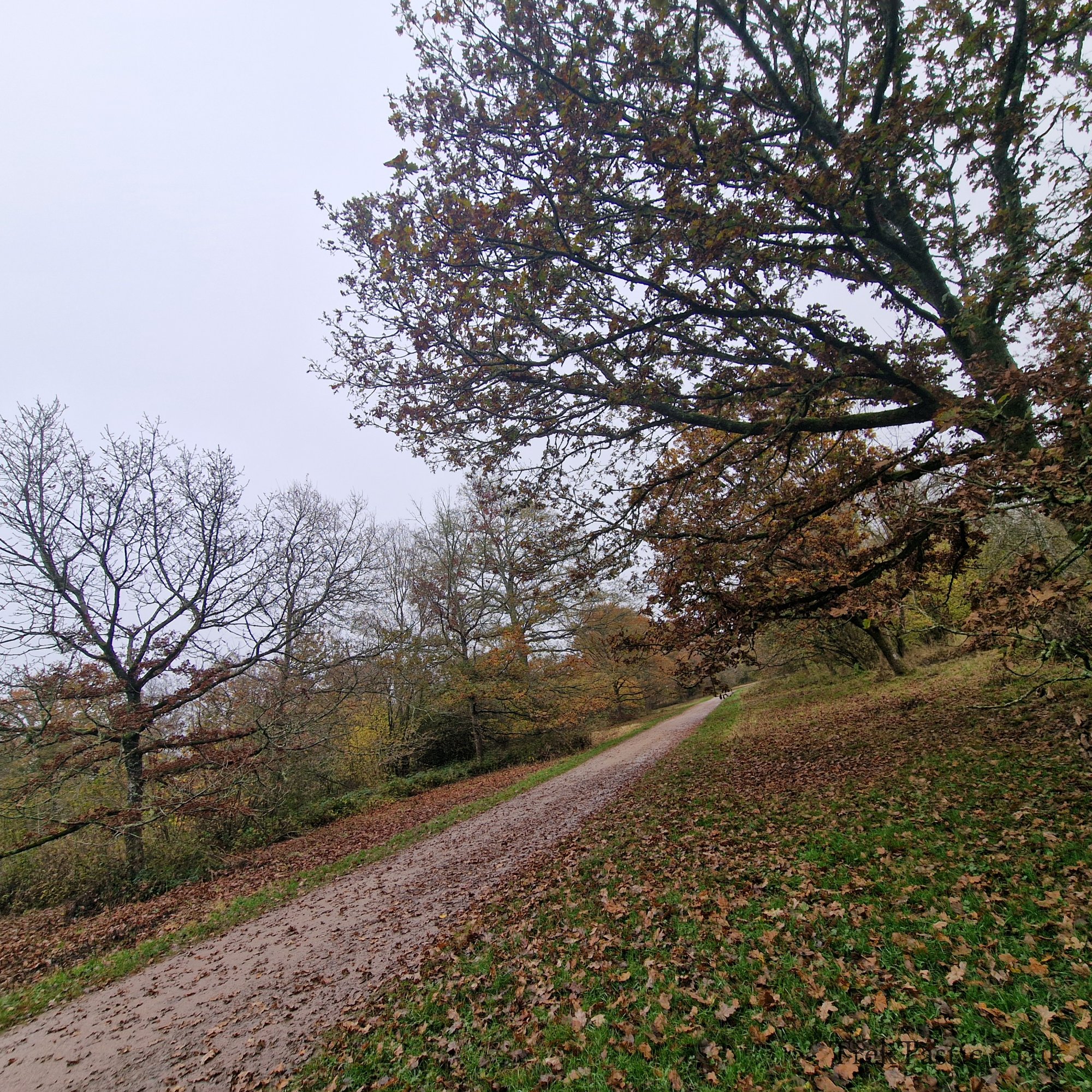 Westonbirt Arboretum gallery image 33