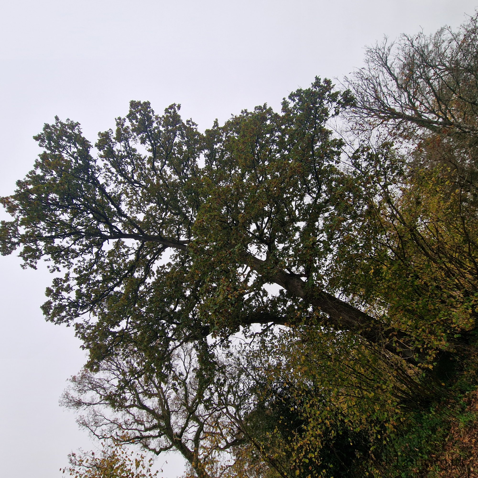 Westonbirt Arboretum gallery image 34