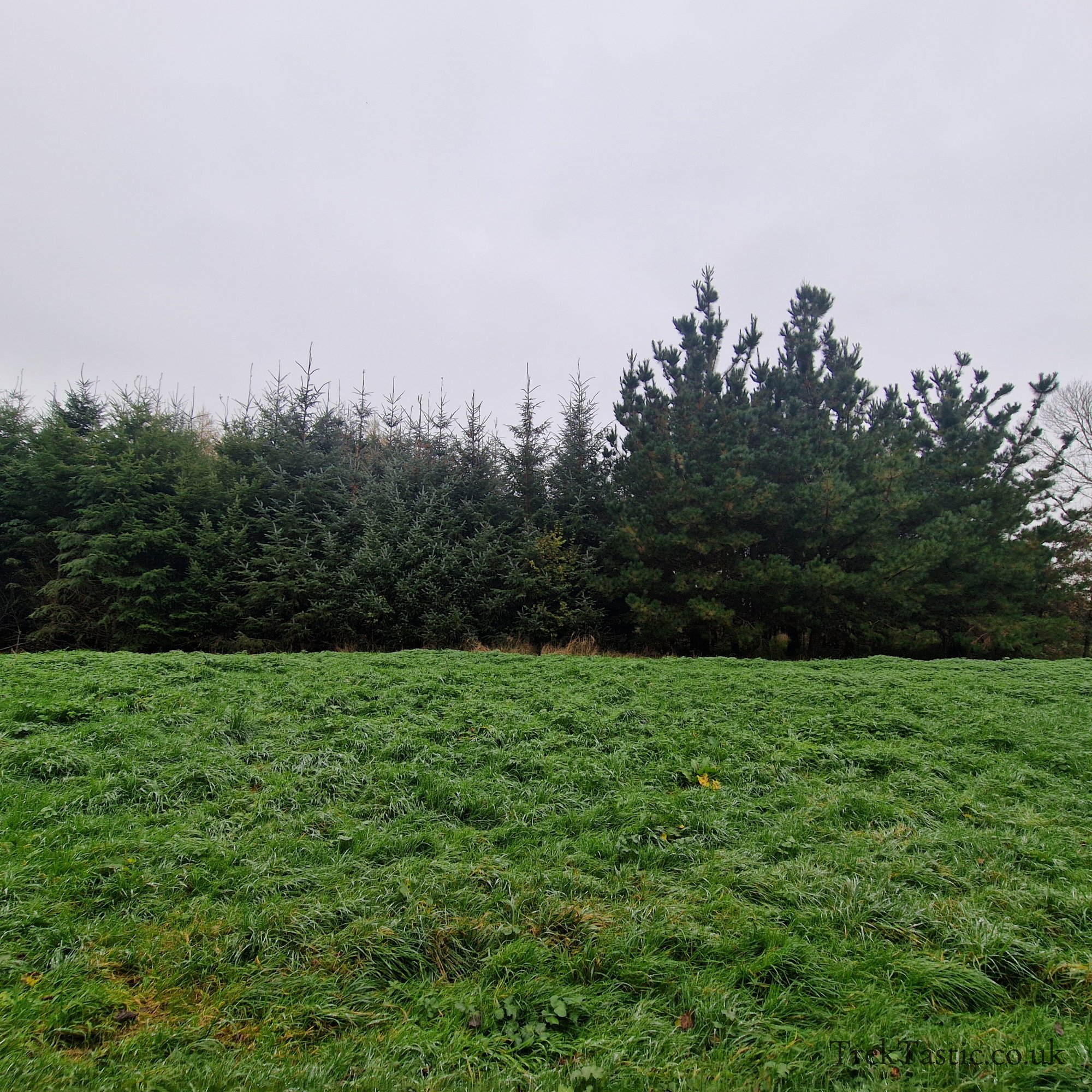 Westonbirt Arboretum gallery image 37