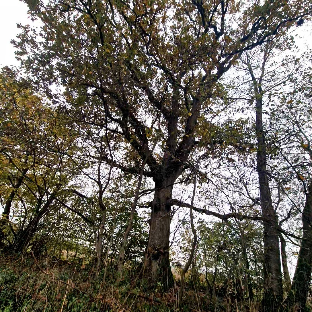 Westonbirt Arboretum gallery image 40