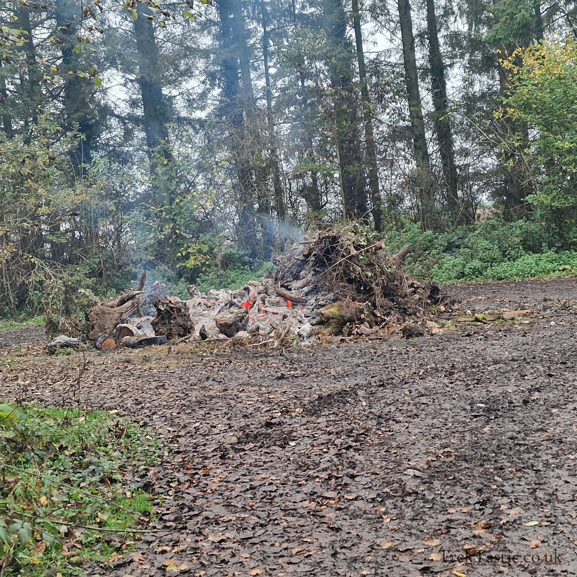 Westonbirt Arboretum gallery image 41