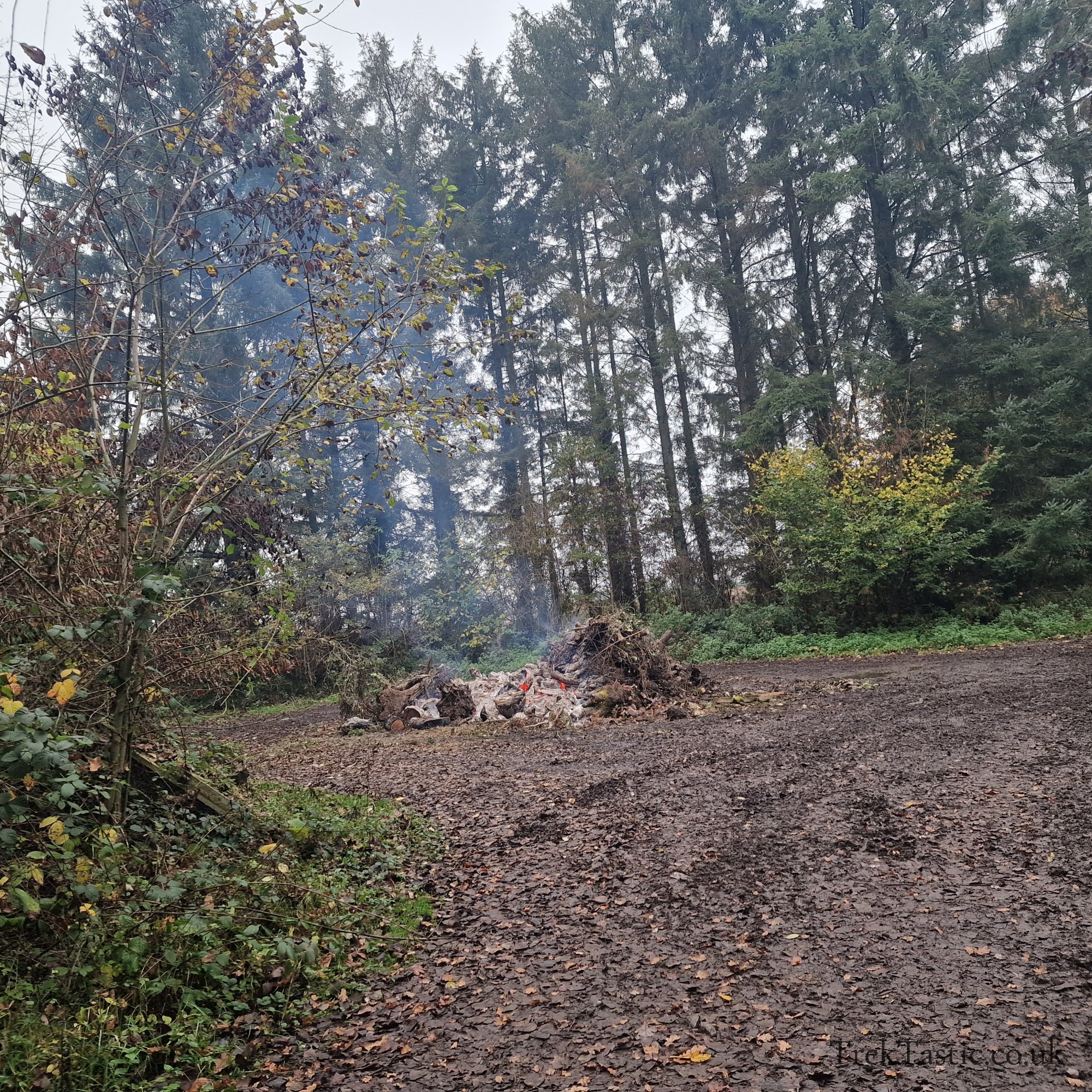 Westonbirt Arboretum gallery image 42