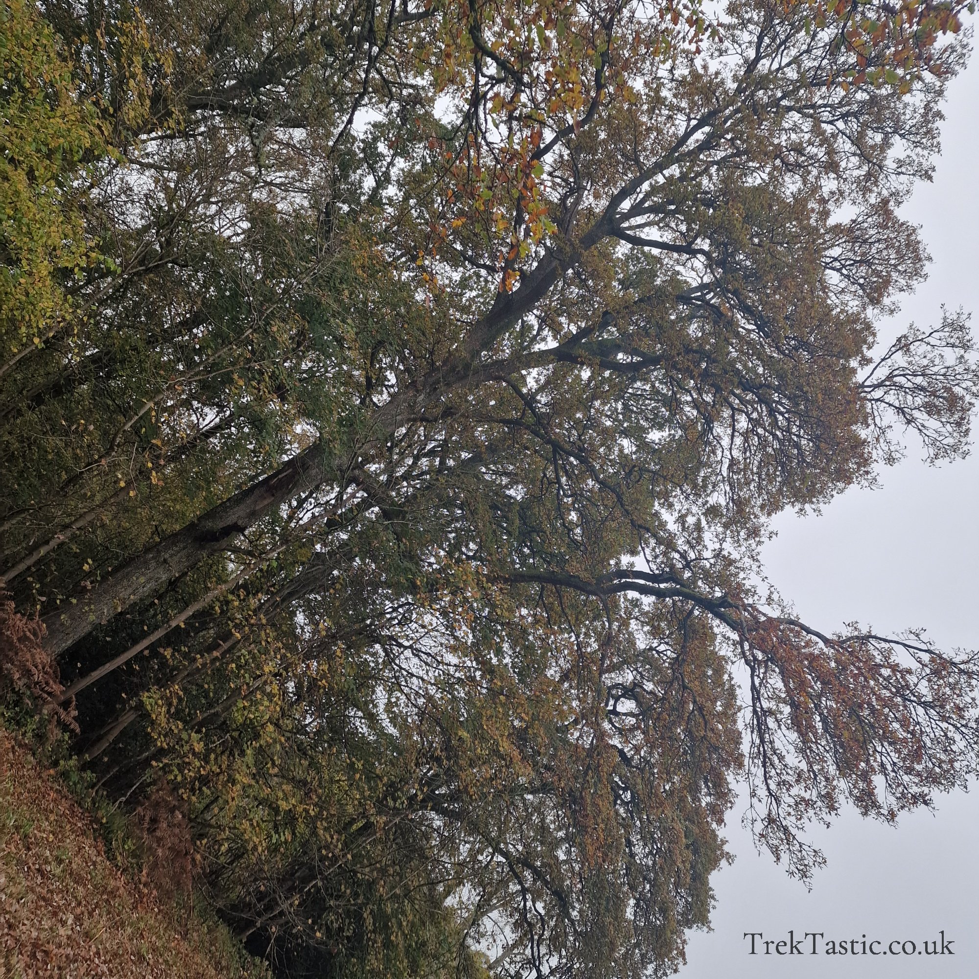 Westonbirt Arboretum gallery image 43