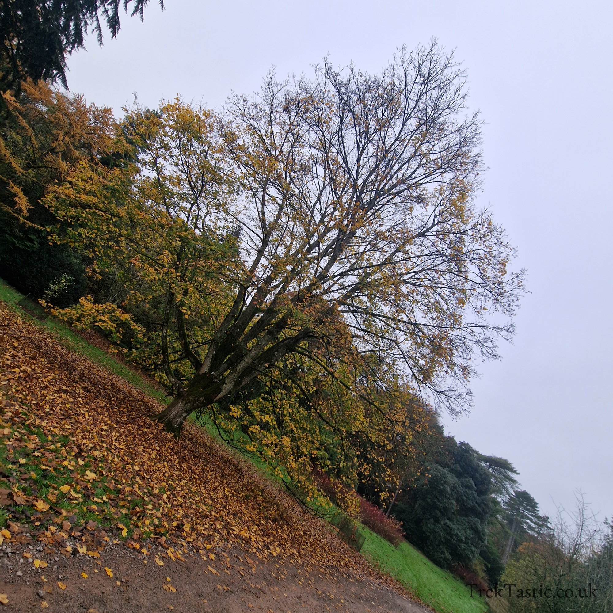Westonbirt Arboretum gallery image 44