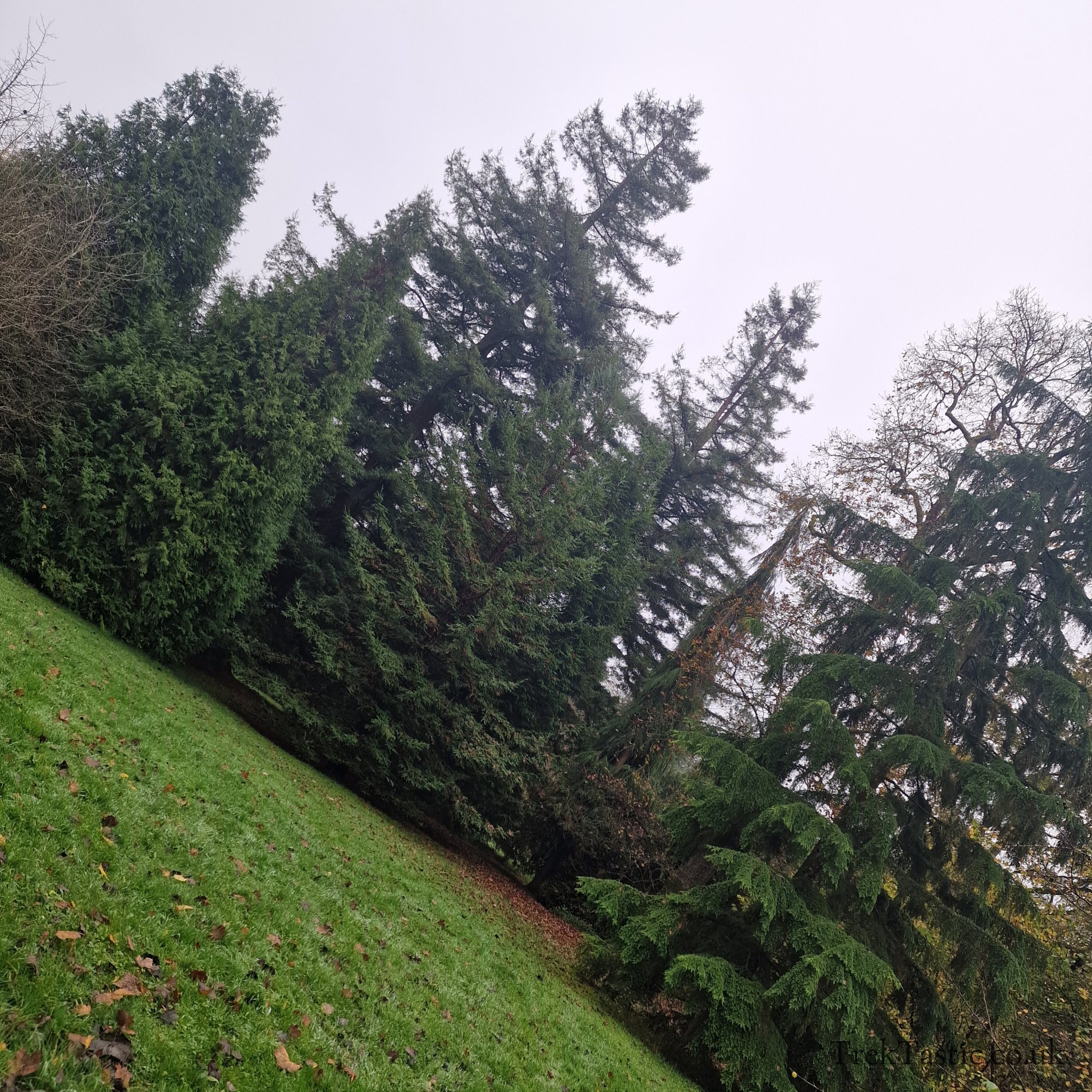Westonbirt Arboretum gallery image 45
