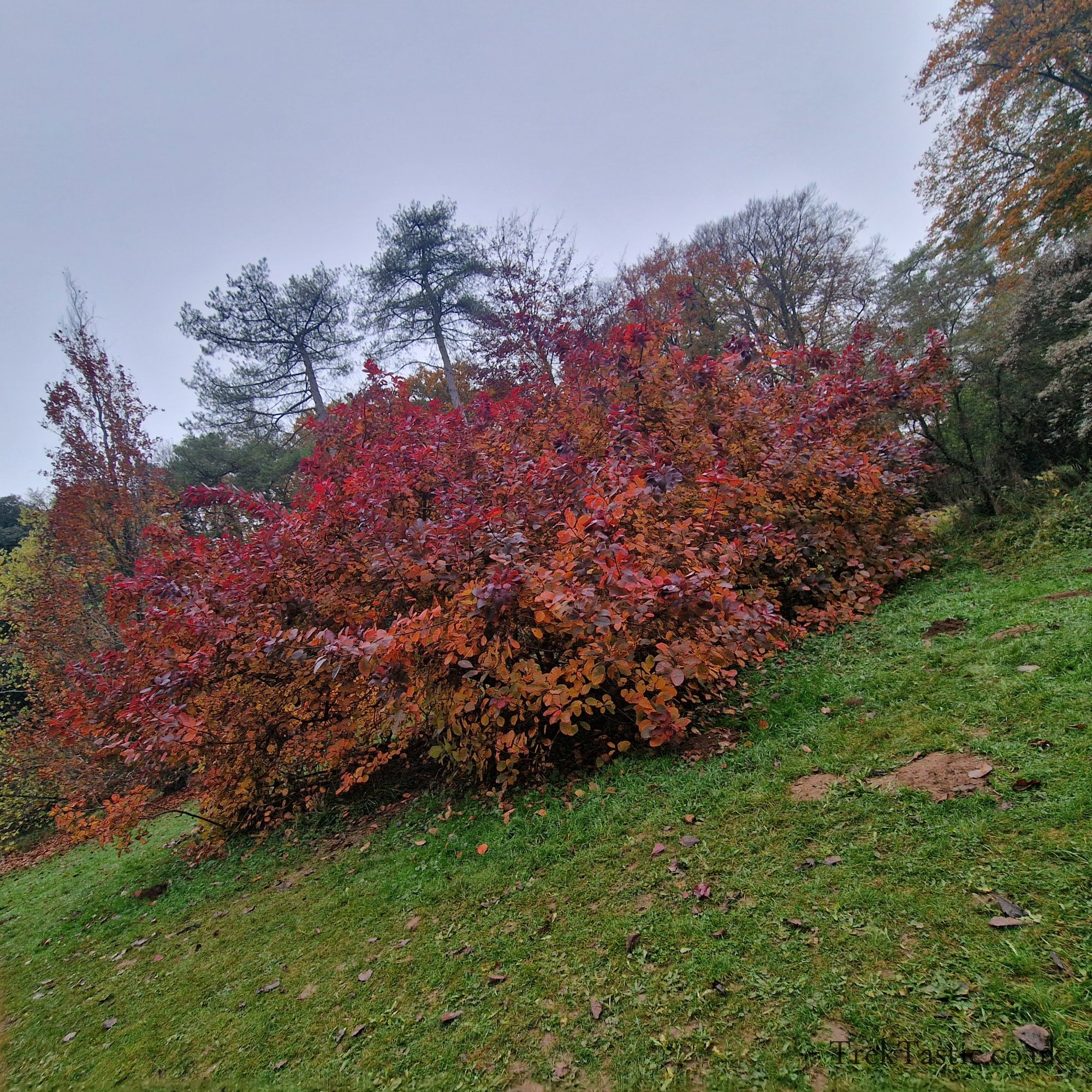 Westonbirt Arboretum gallery image 46