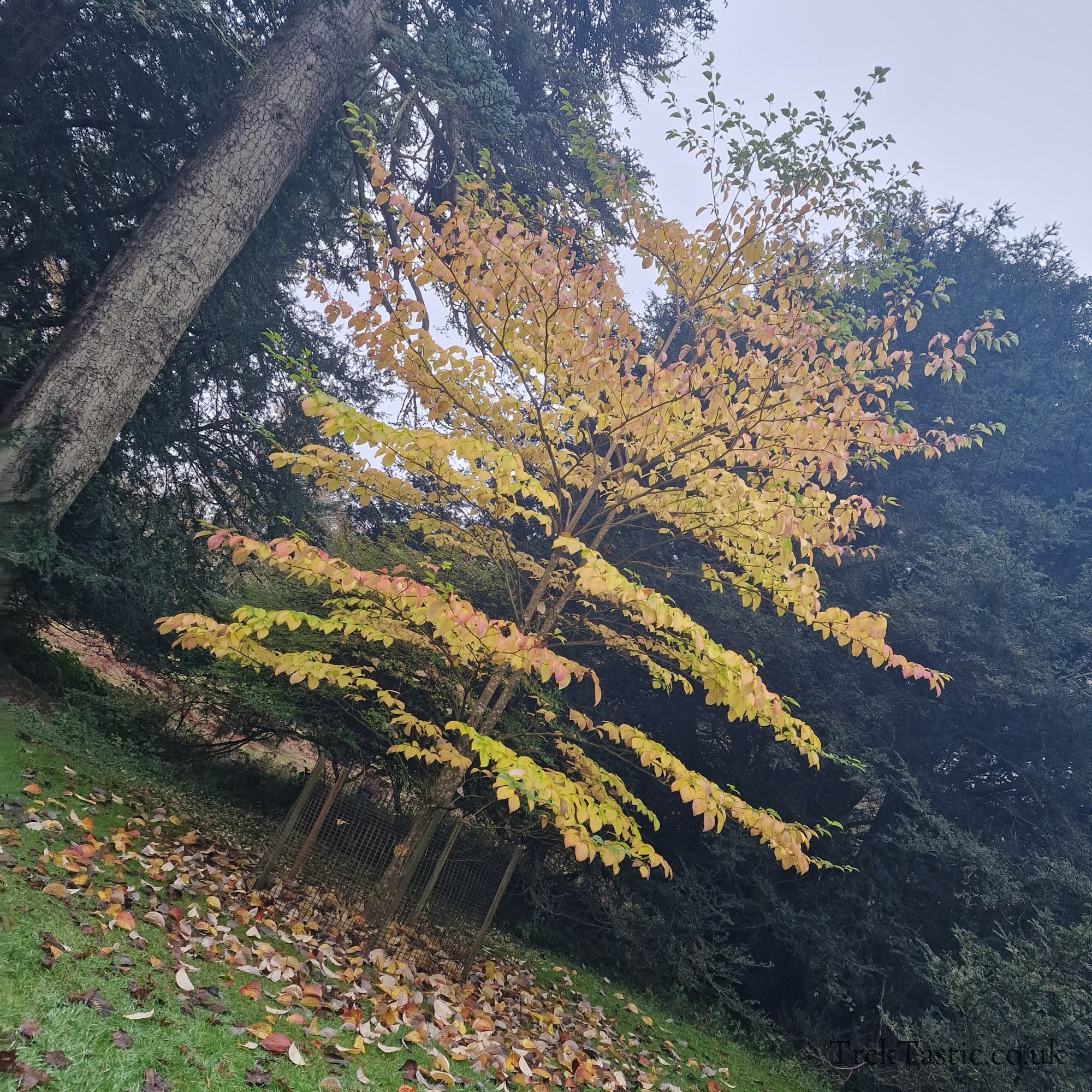 Westonbirt Arboretum gallery image 47
