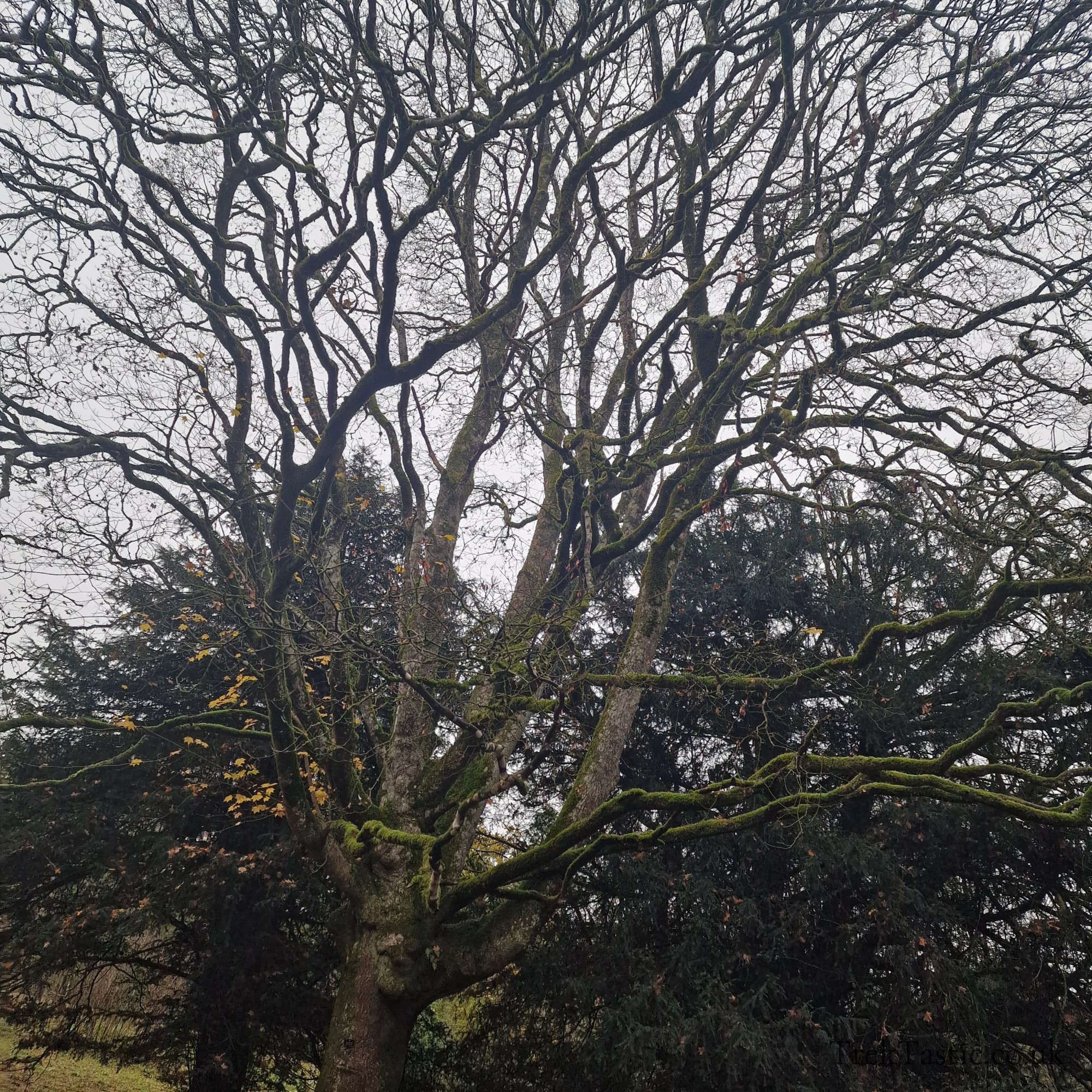 Westonbirt Arboretum gallery image 48