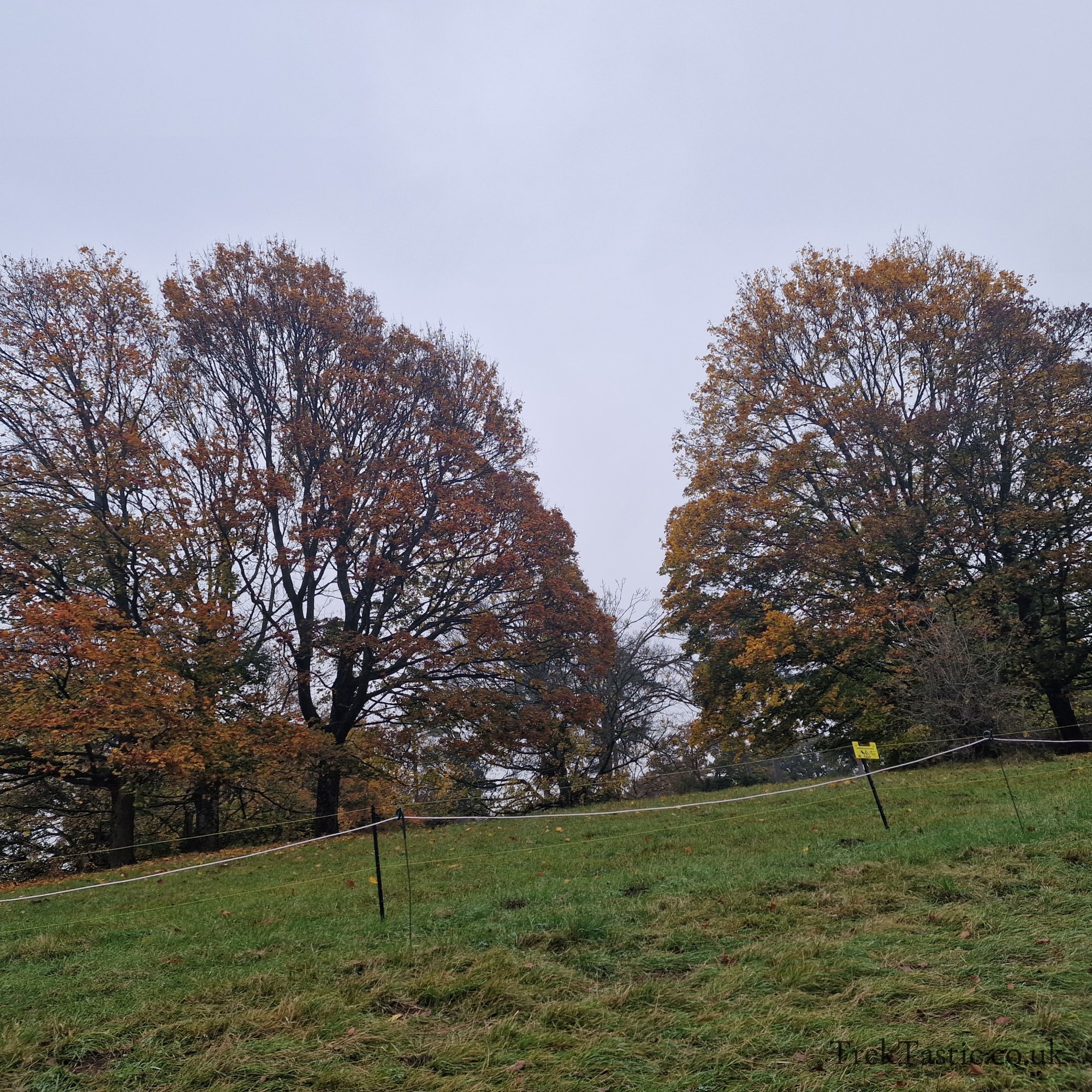 Westonbirt Arboretum gallery image 50