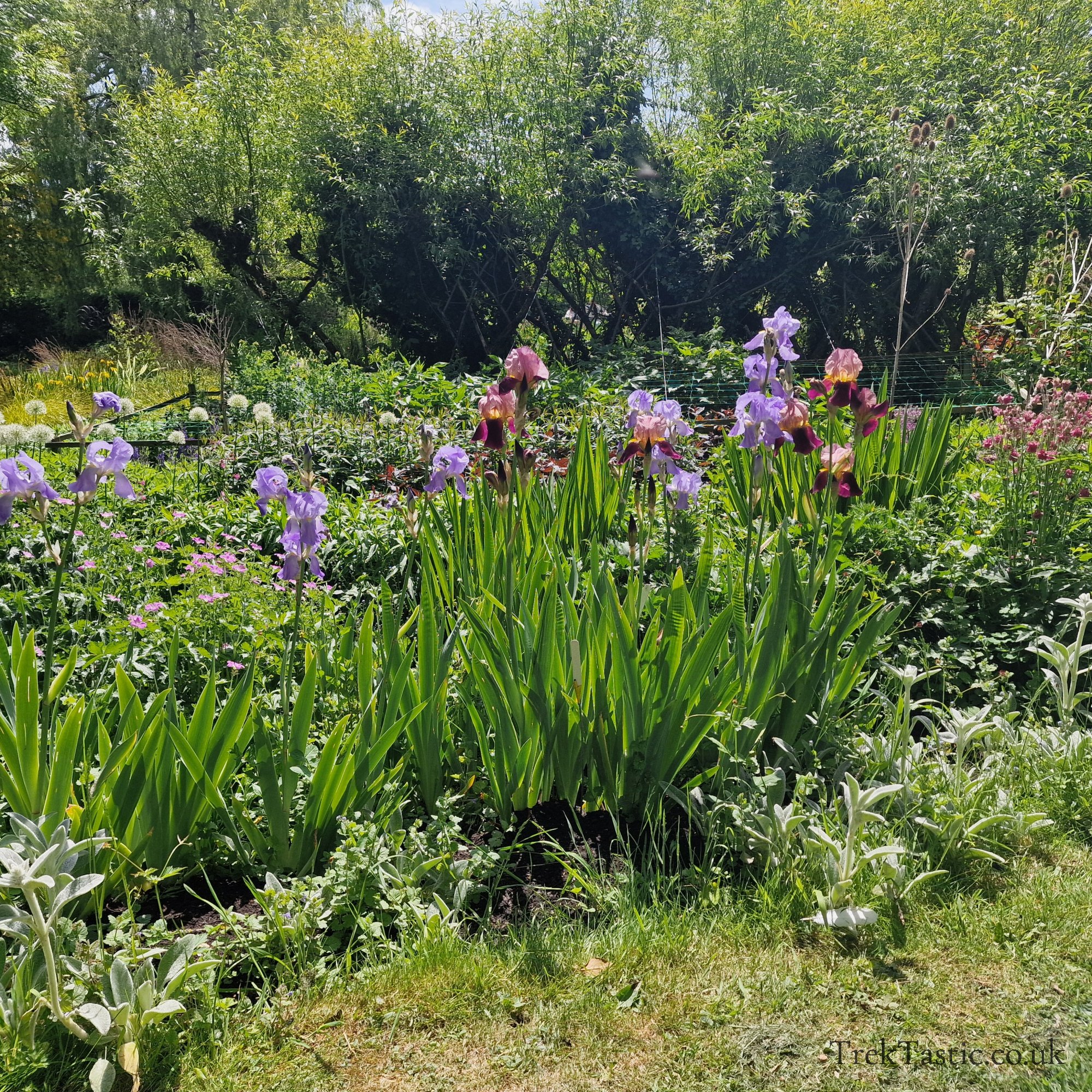 Westonbury Mill Water Gardens gallery image 7
