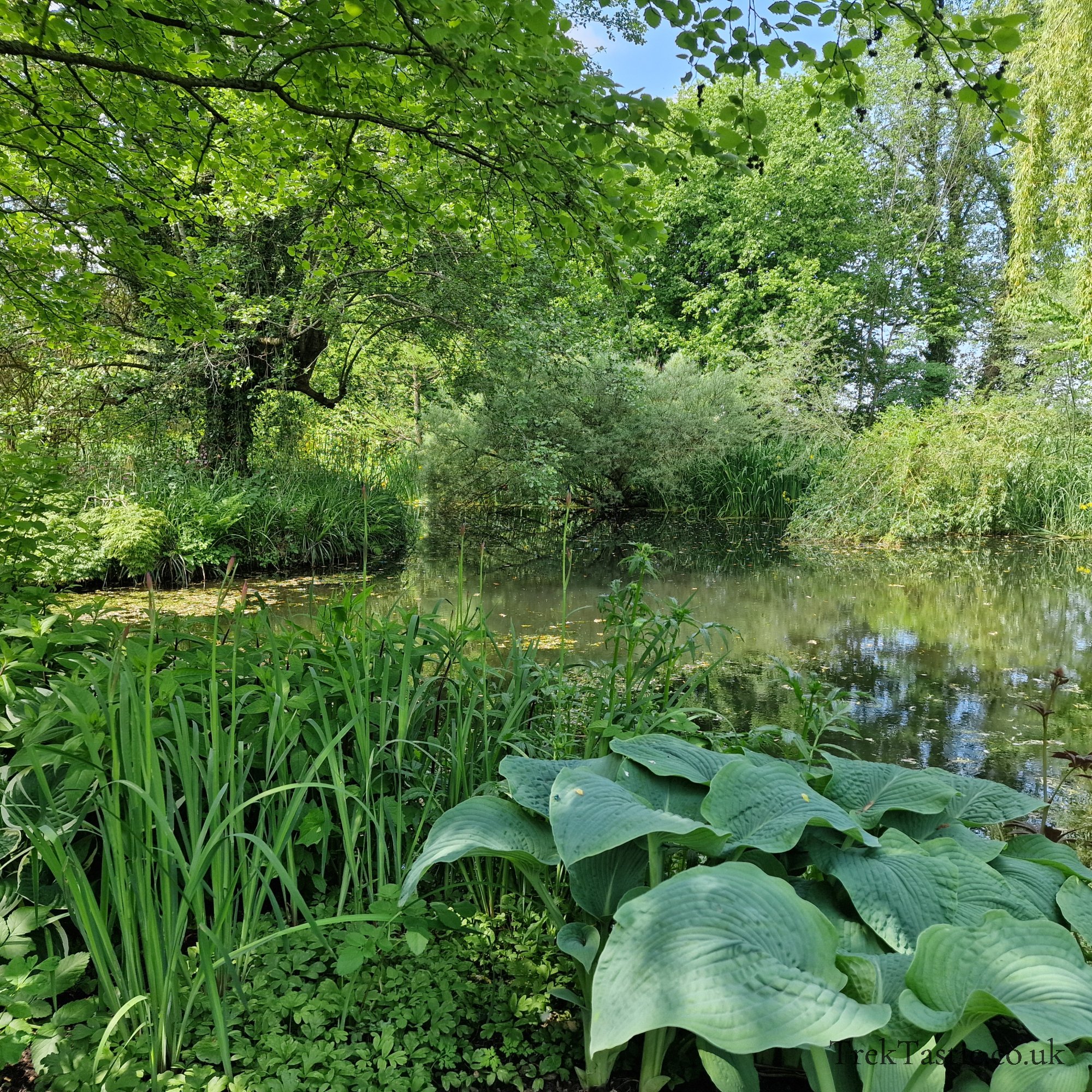 Westonbury Mill Water Gardens gallery image 10