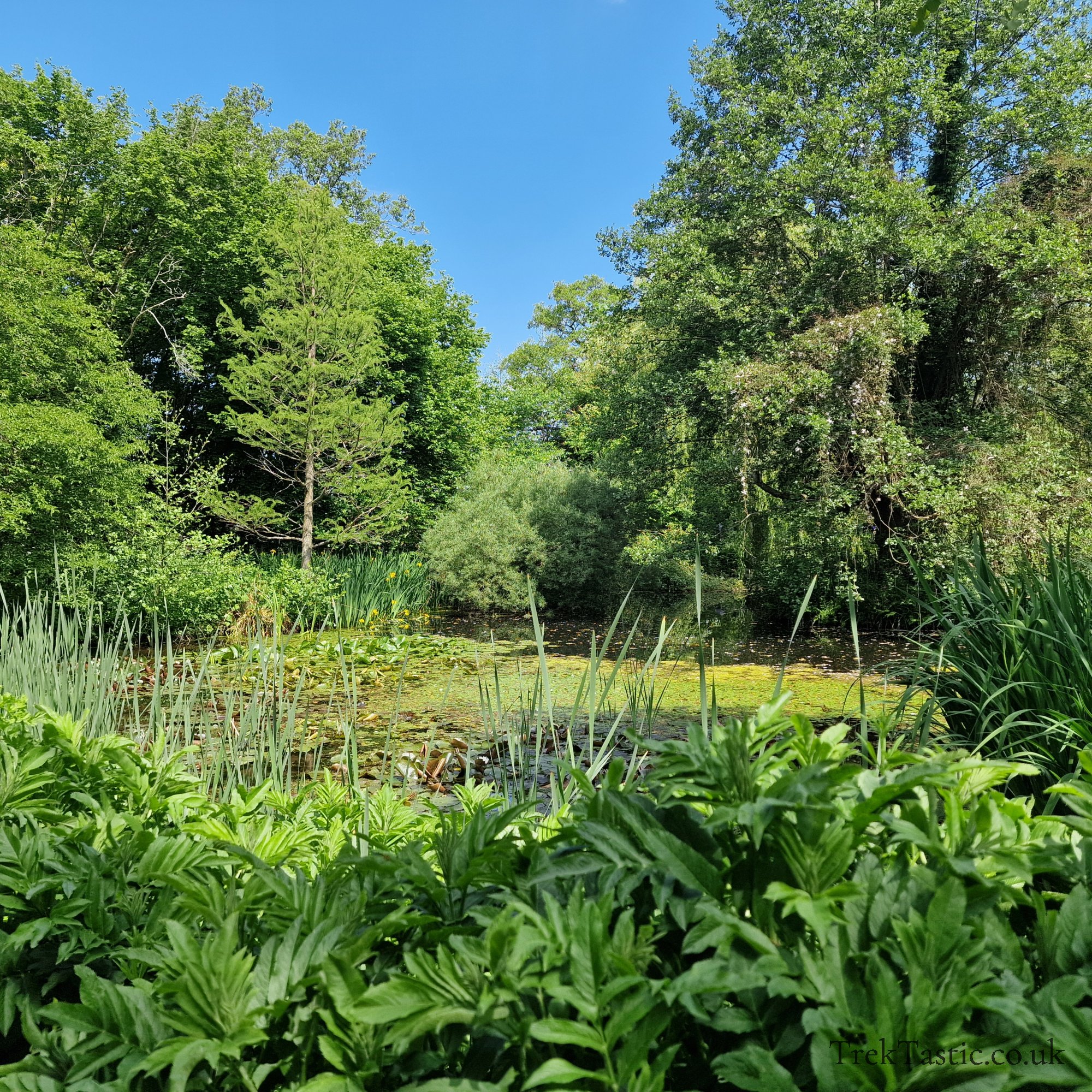 Westonbury Mill Water Gardens gallery image 13