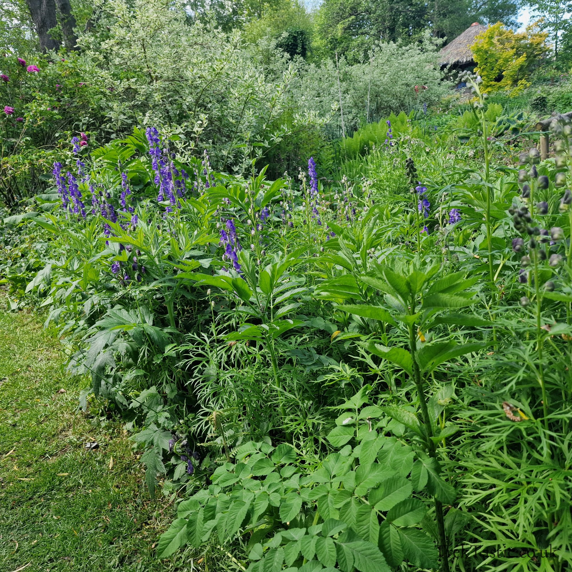 Westonbury Mill Water Gardens gallery image 14