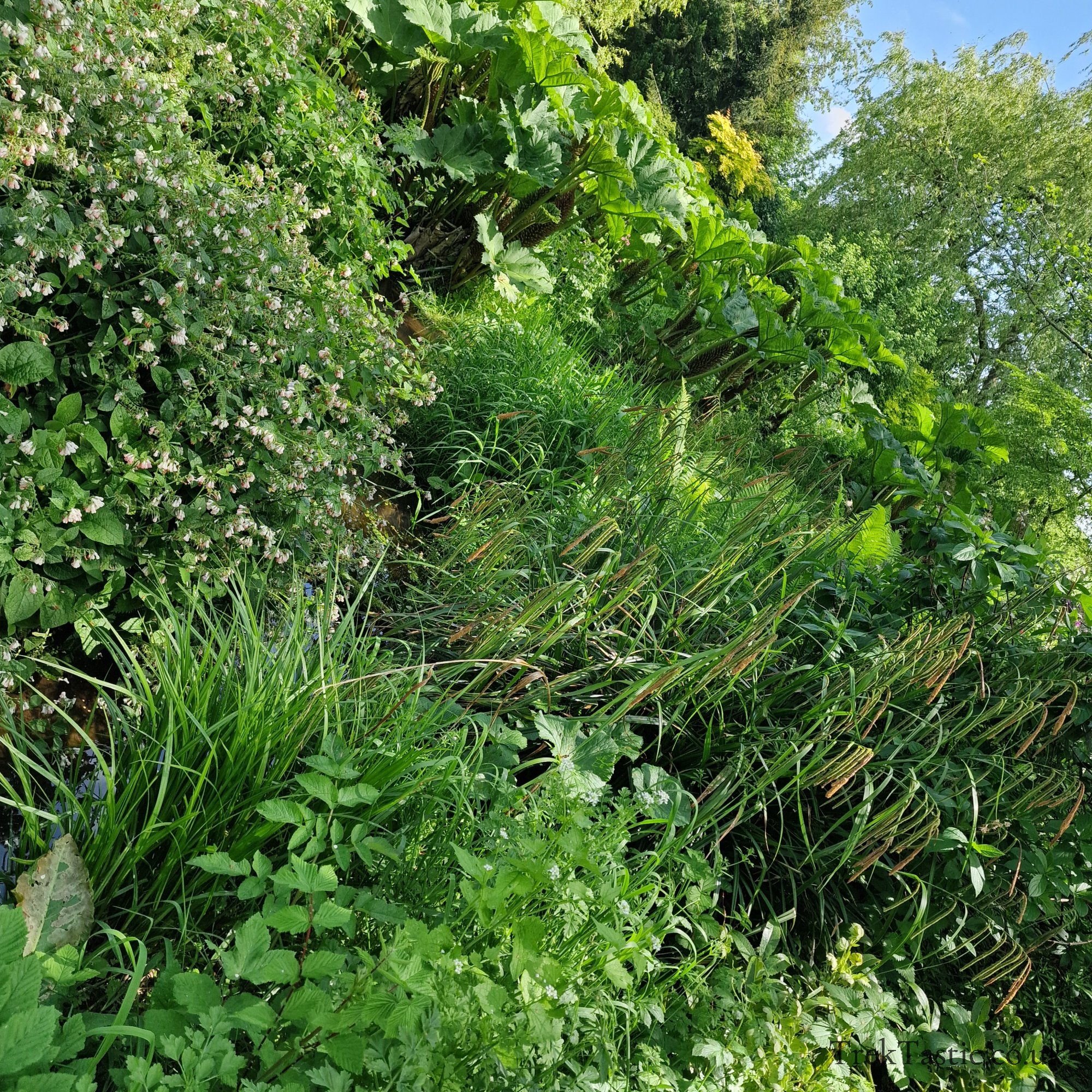 Westonbury Mill Water Gardens gallery image 16