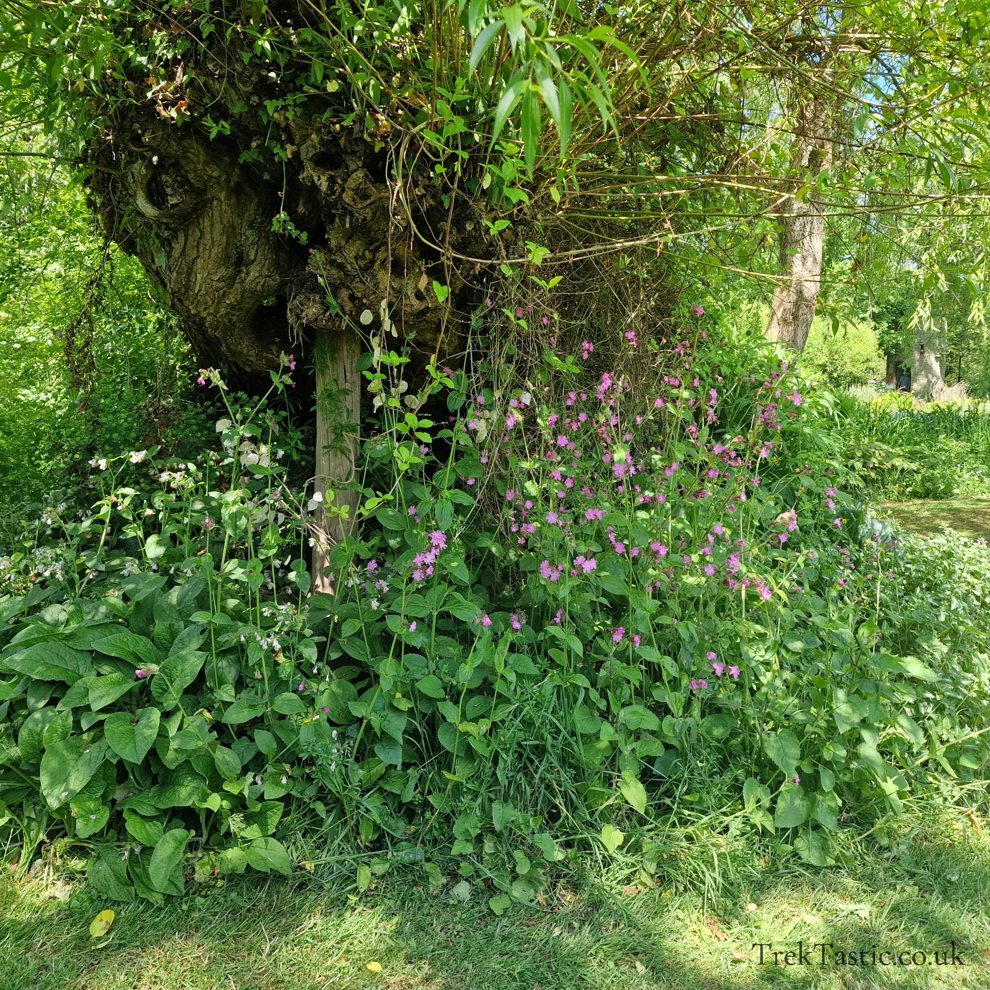 Westonbury Mill Water Gardens gallery image 19