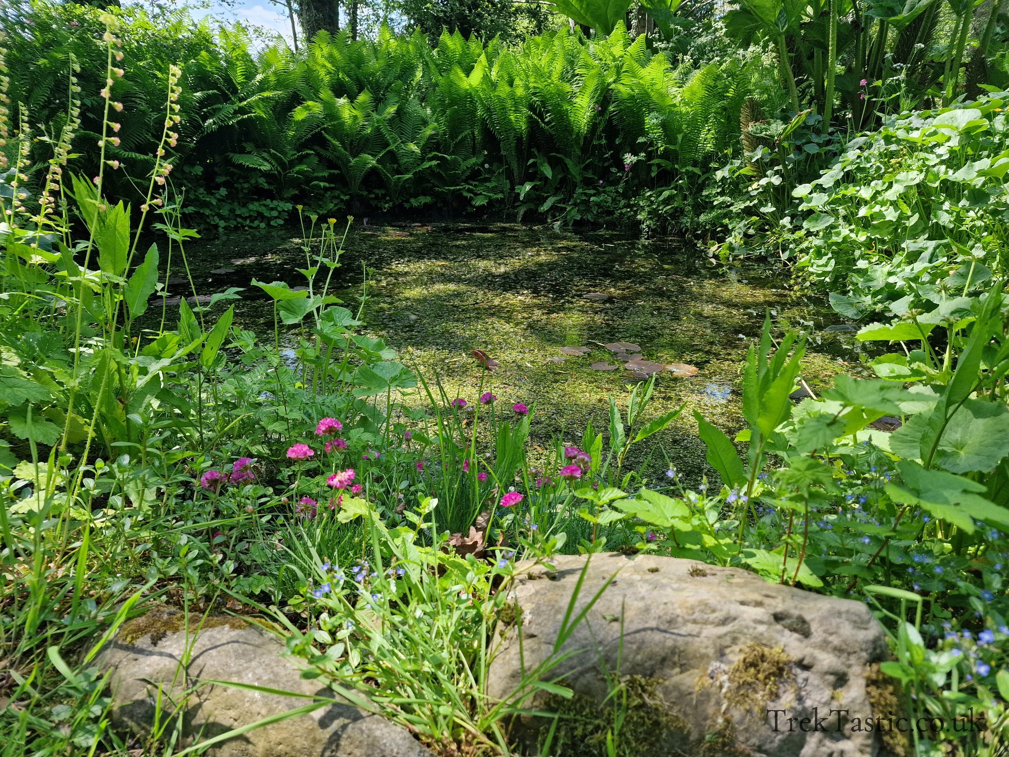 Westonbury Mill Water Gardens gallery image 25