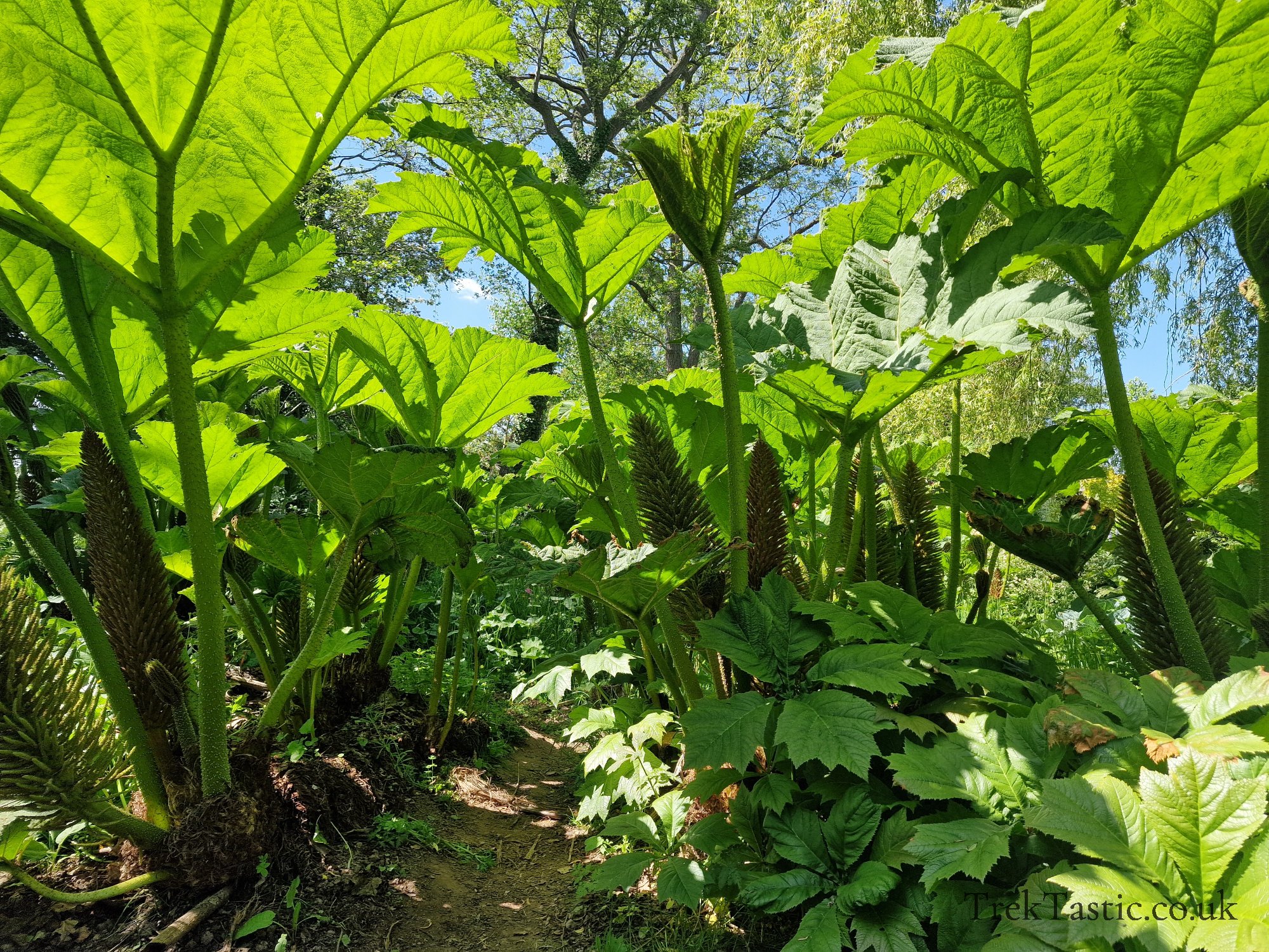 Westonbury Mill Water Gardens gallery image 26