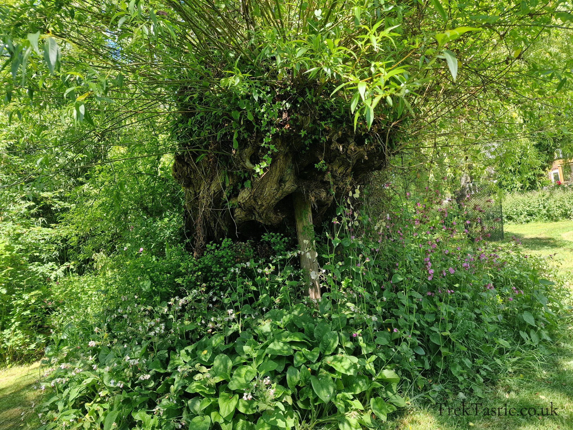 Westonbury Mill Water Gardens gallery image 27