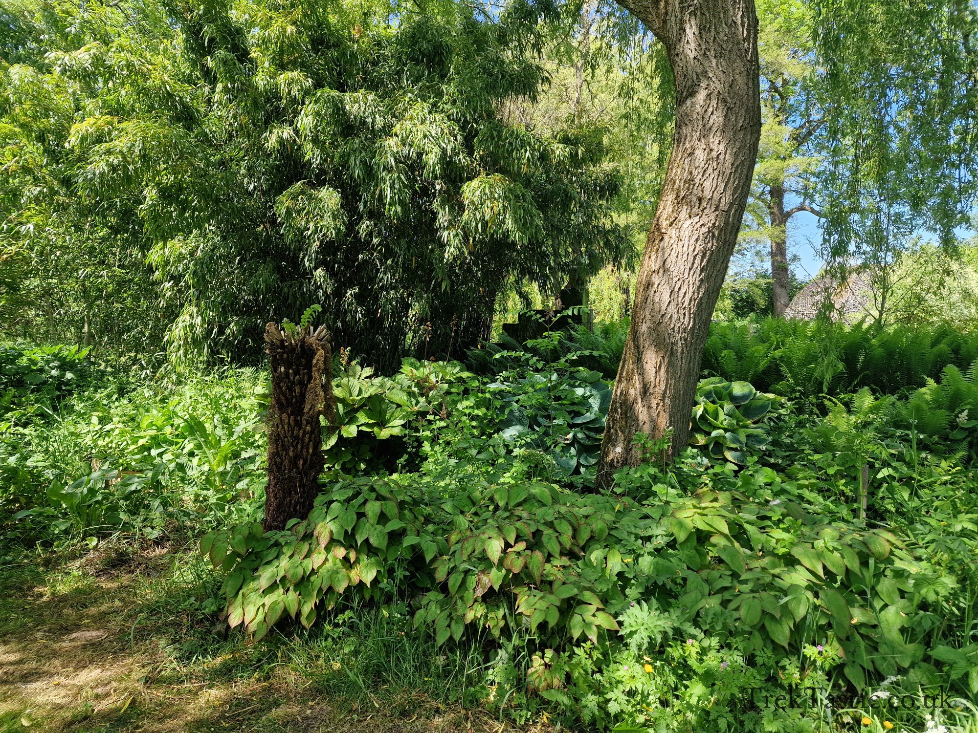 Westonbury Mill Water Gardens gallery image 28
