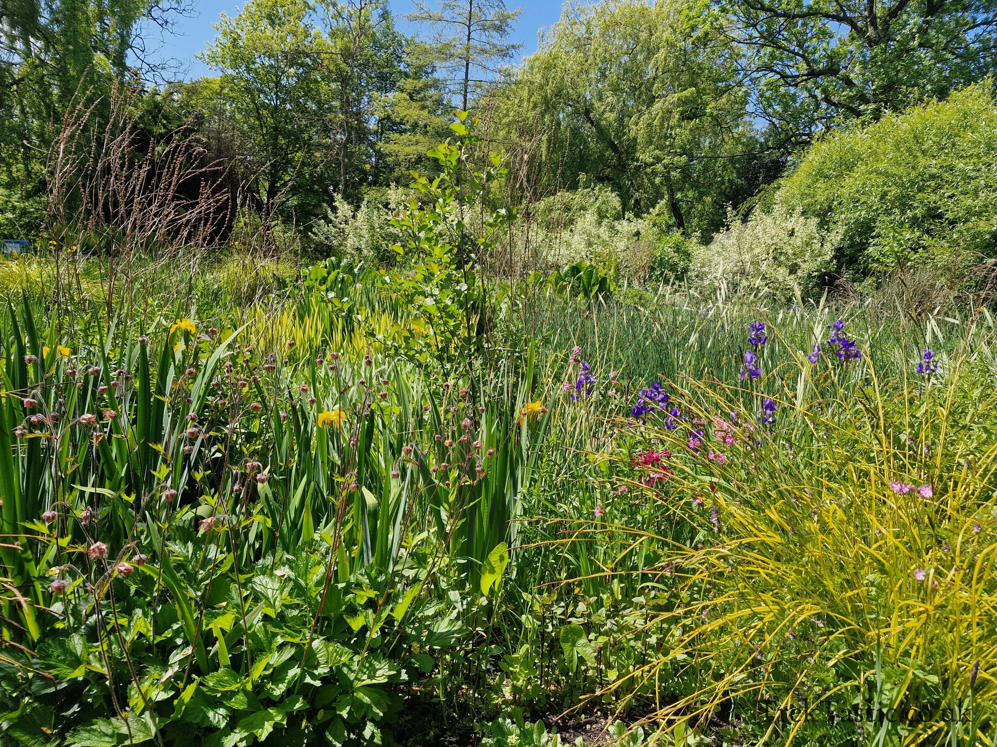 Westonbury Mill Water Gardens gallery image 33