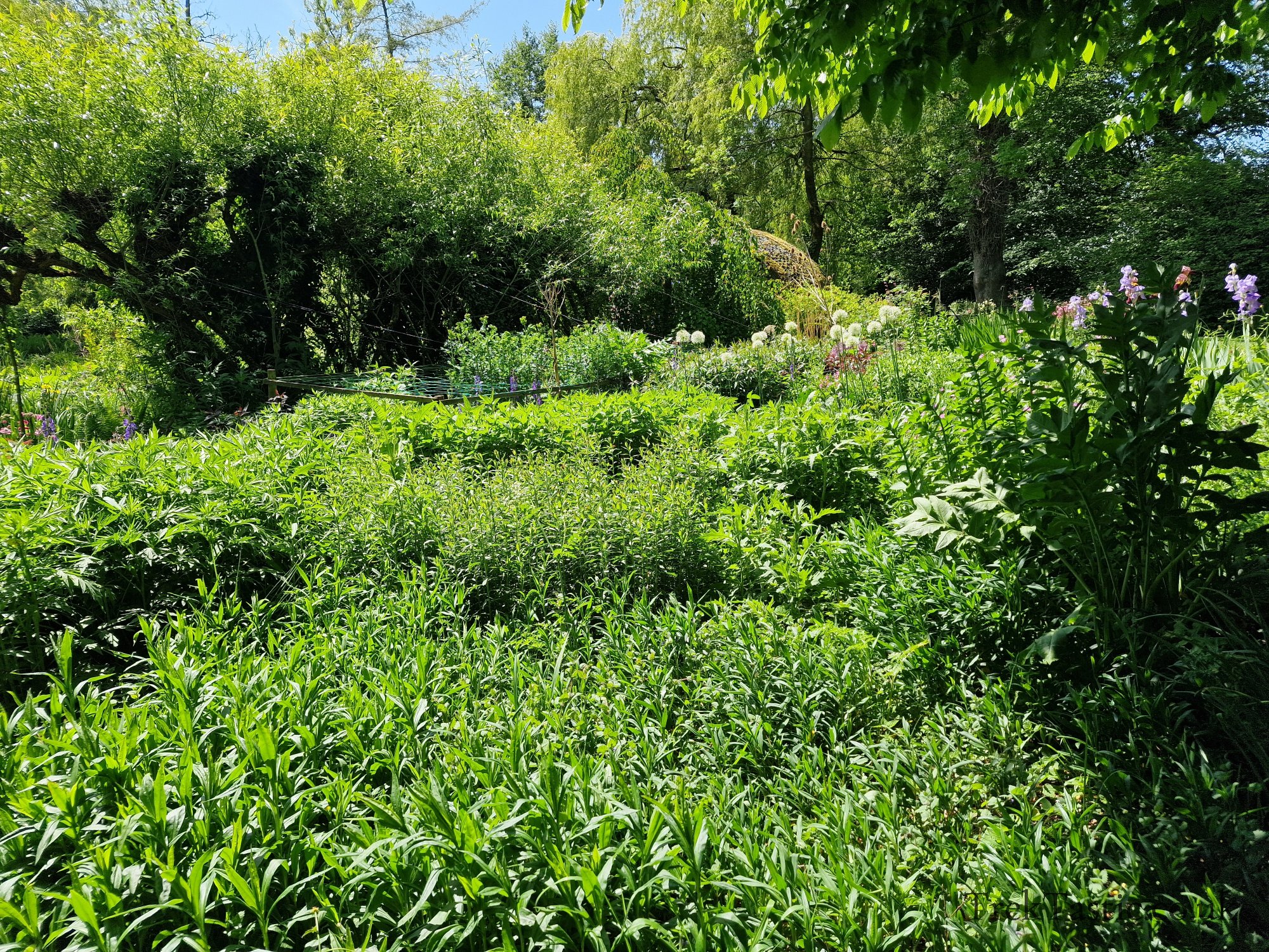 Westonbury Mill Water Gardens gallery image 35
