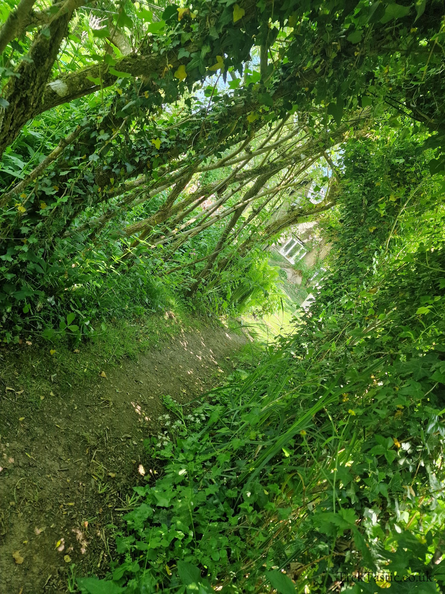 Westonbury Mill Water Gardens gallery image 41