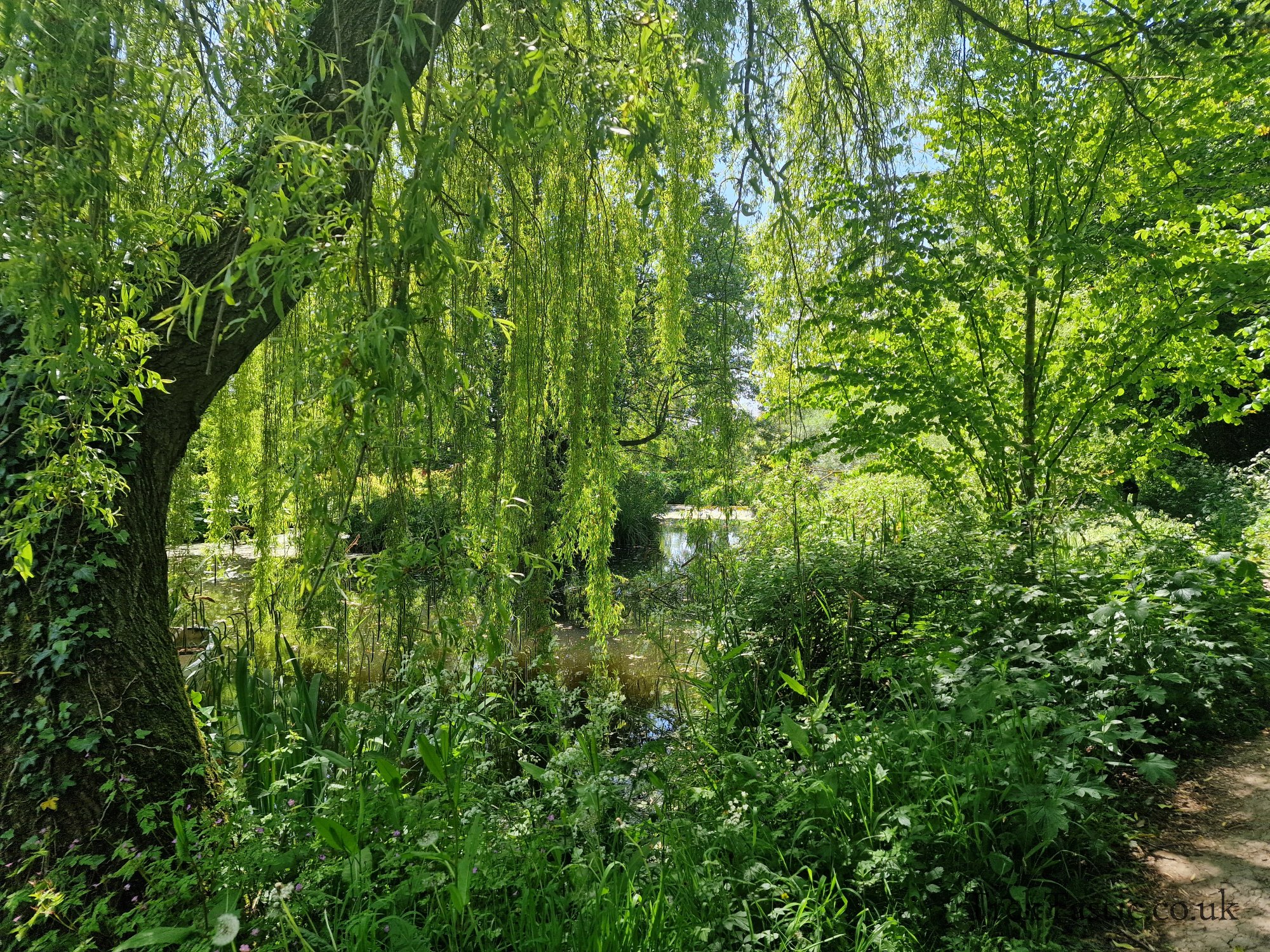 Westonbury Mill Water Gardens gallery image 48