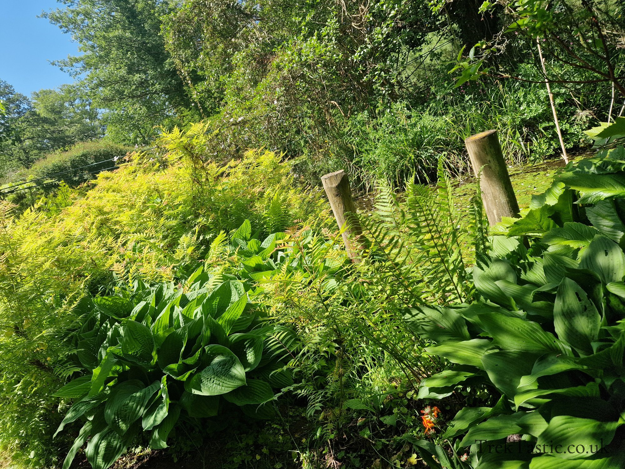 Westonbury Mill Water Gardens gallery image 52