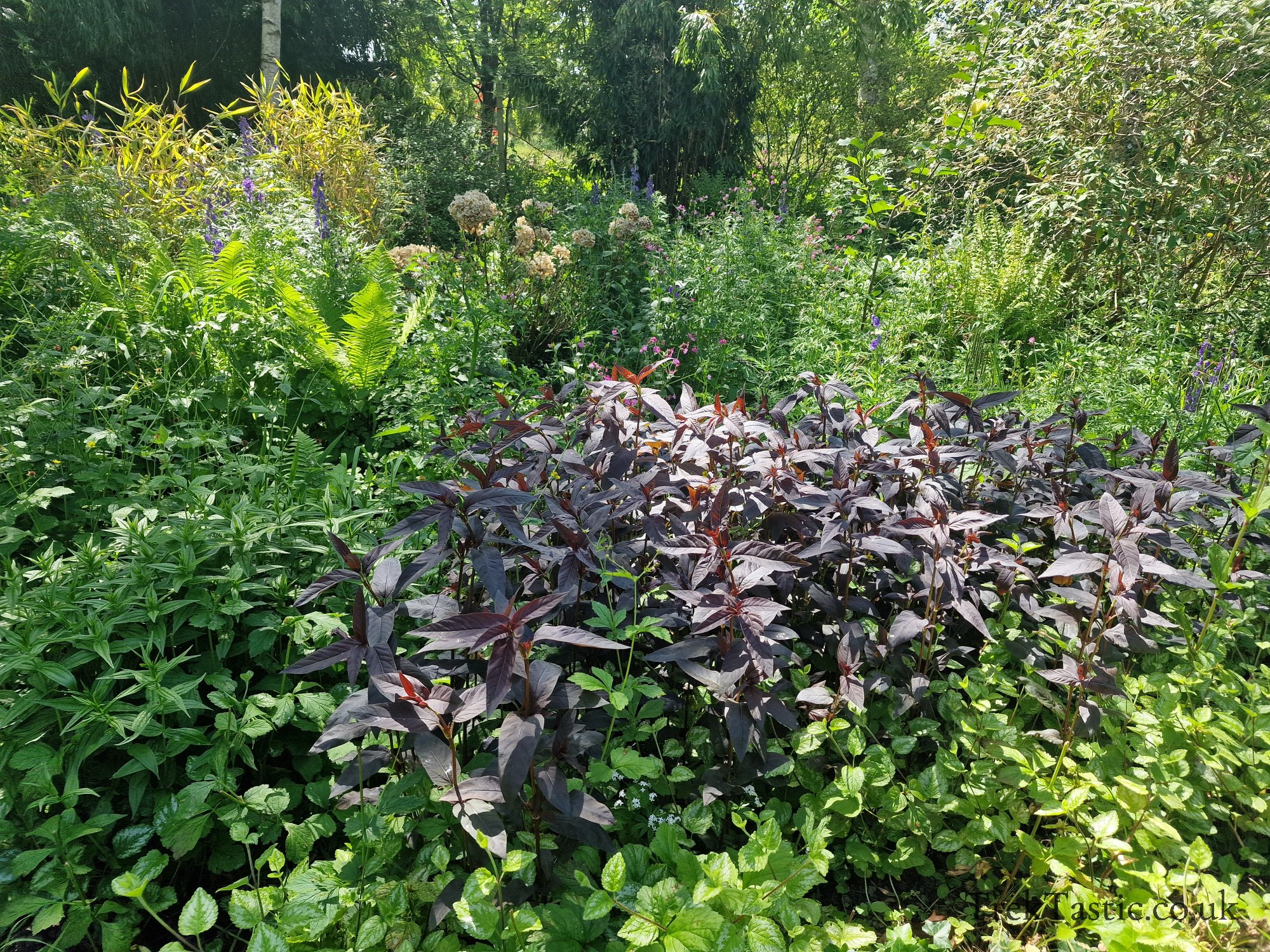 Westonbury Mill Water Gardens gallery image 56