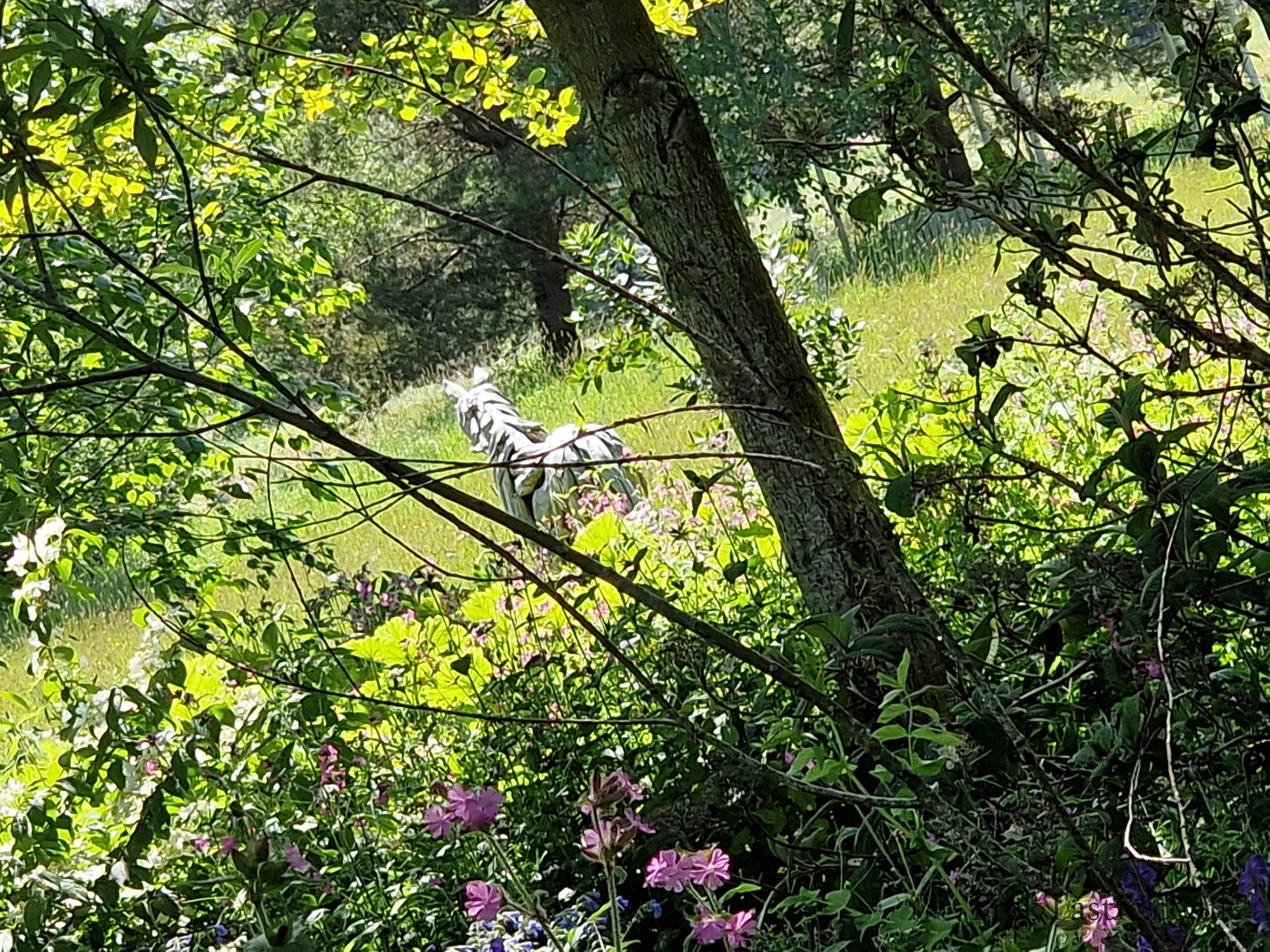 Westonbury Mill Water Gardens gallery image 58