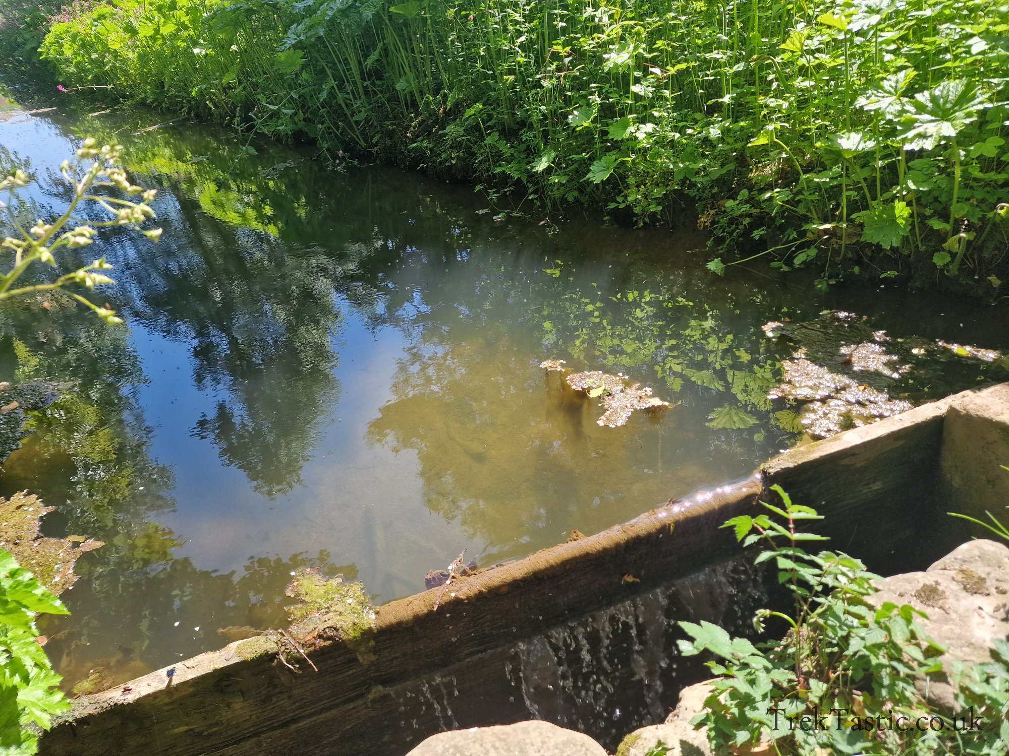 Westonbury Mill Water Gardens gallery image 60