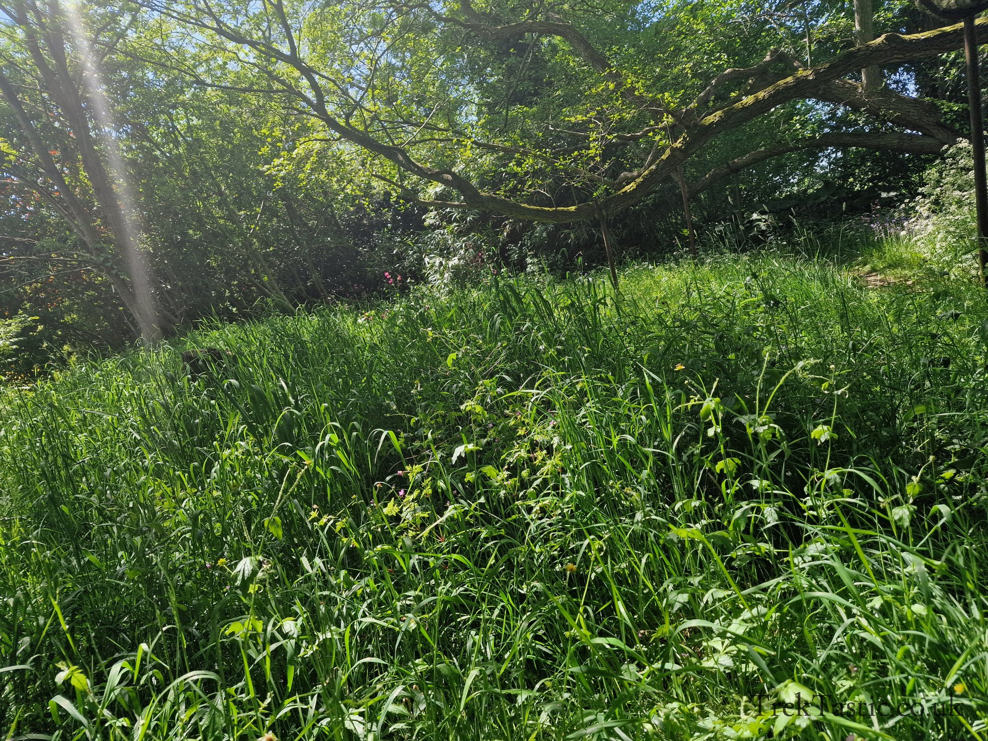 Westonbury Mill Water Gardens gallery image 62