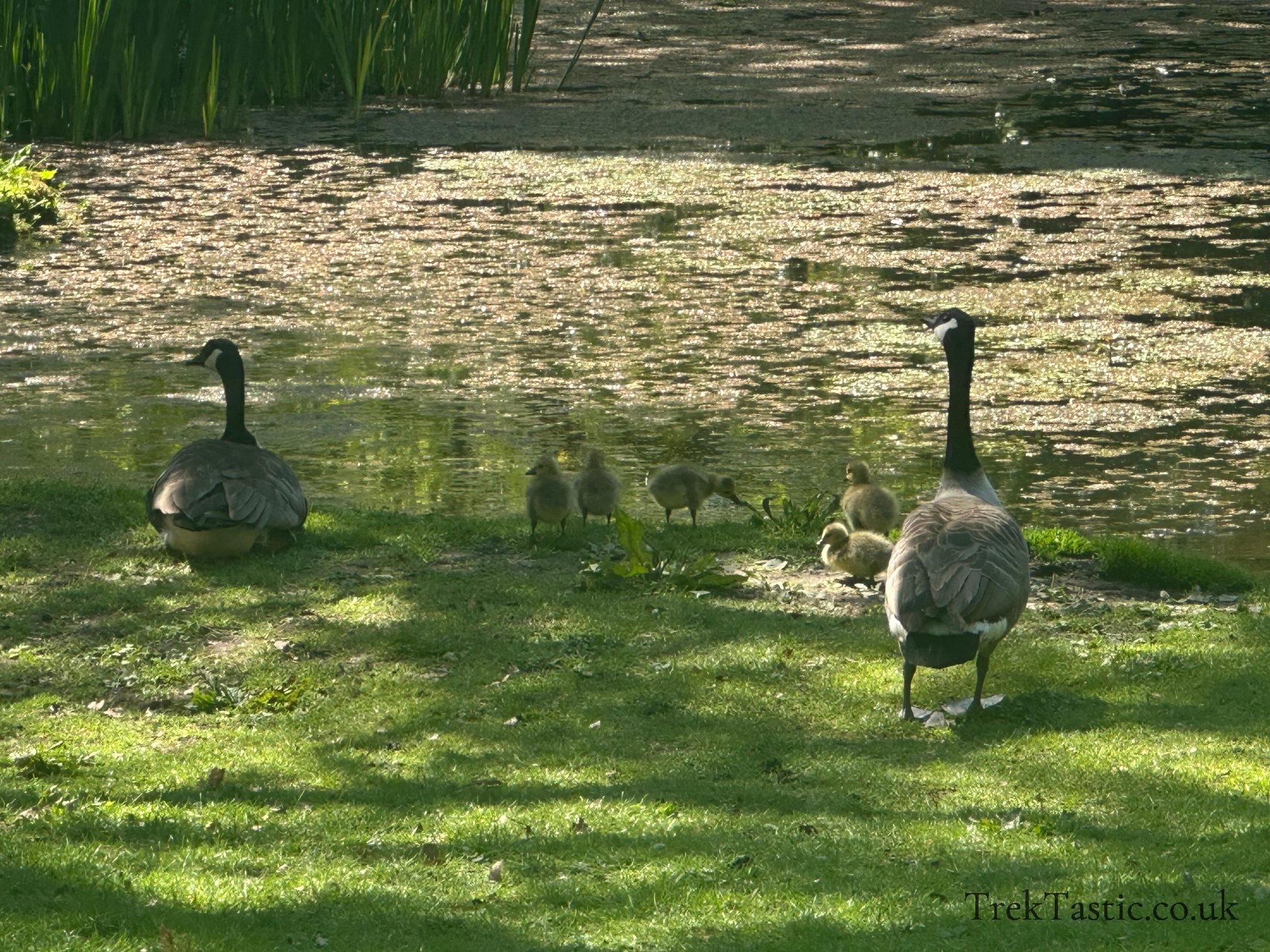 Wightwick Manor gallery image 17